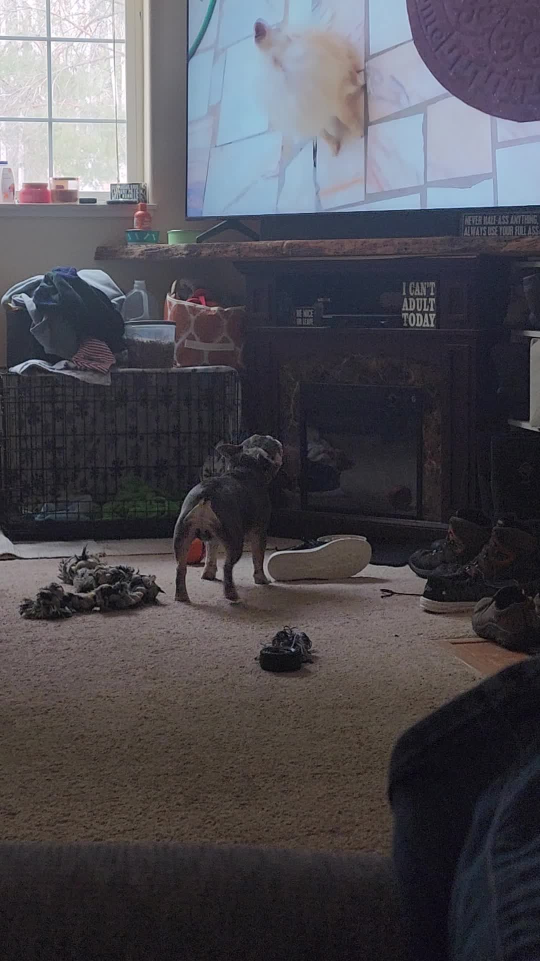 @AdventuresofMumford