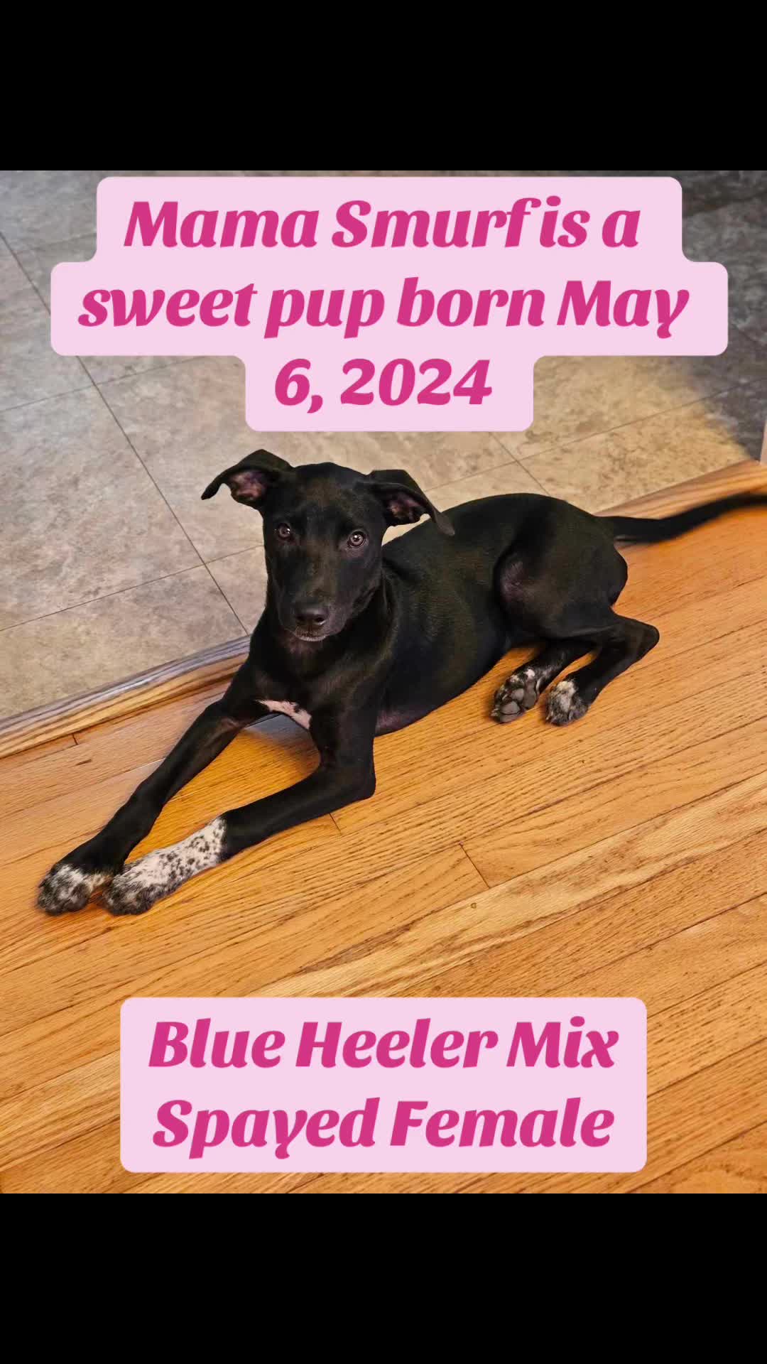 @716 PAWS