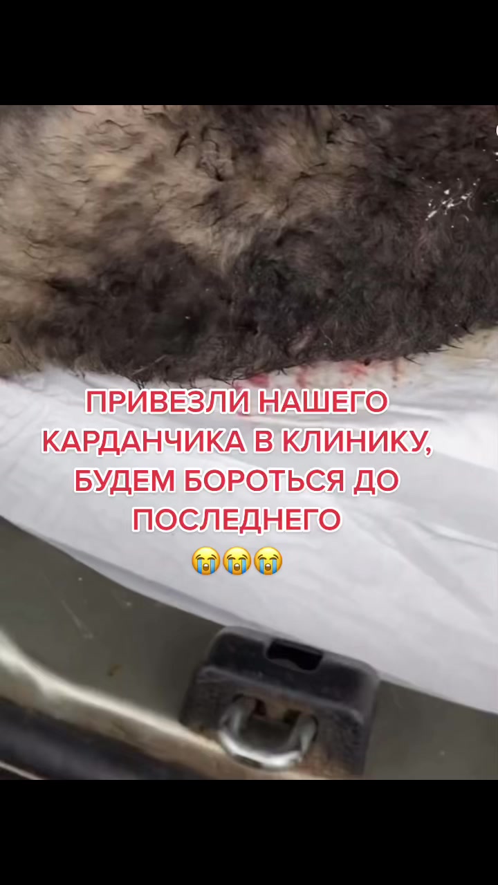 @КАРДАН ЖИВИ
