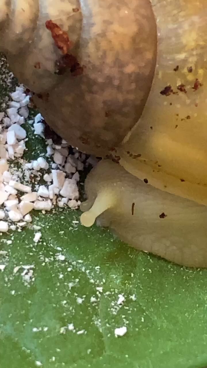 @Улитки ахатины🐌
