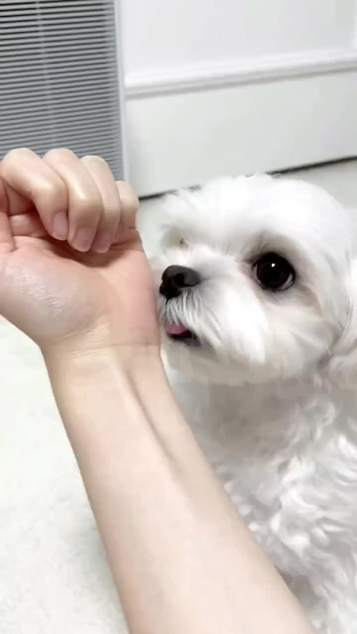 @mildred.the.maltese