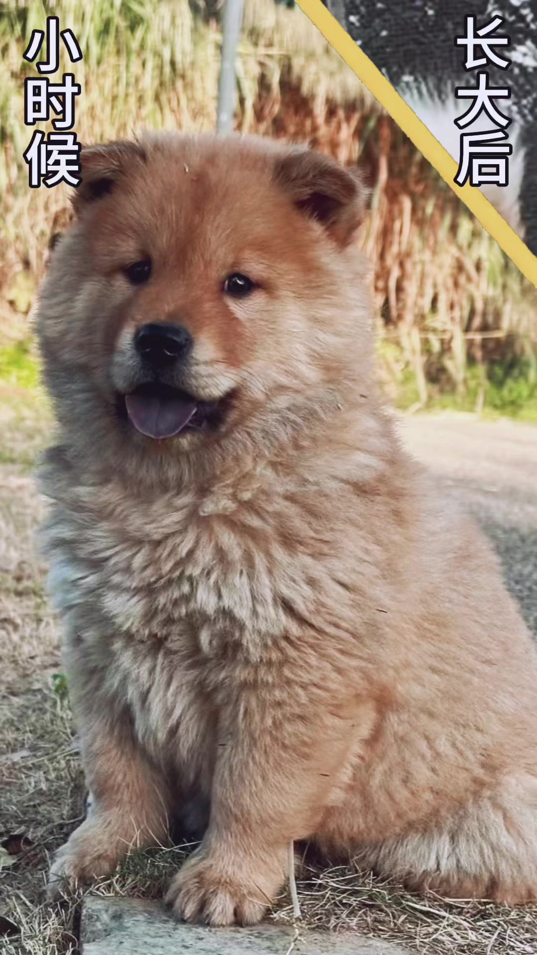 @南粤陪伴犬