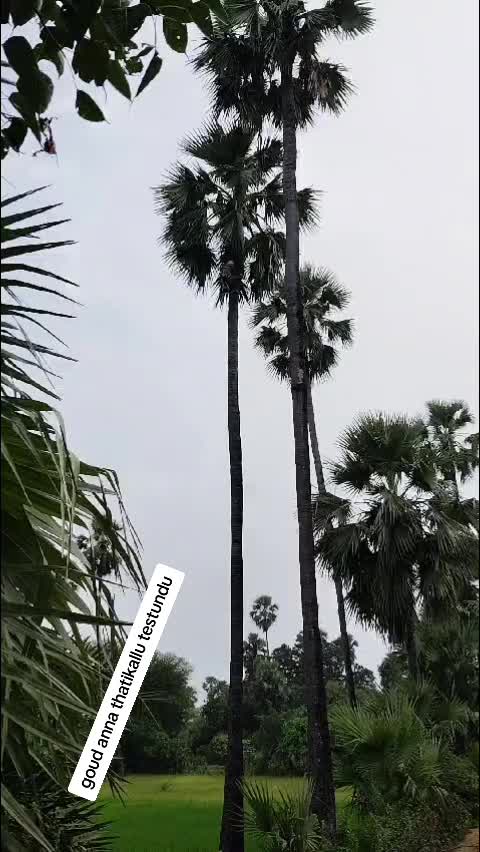 @srinunayak431