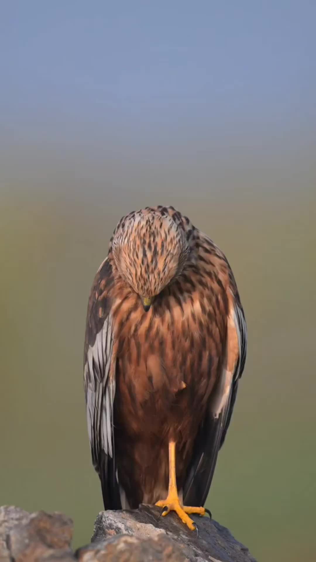 @Rameen🦅