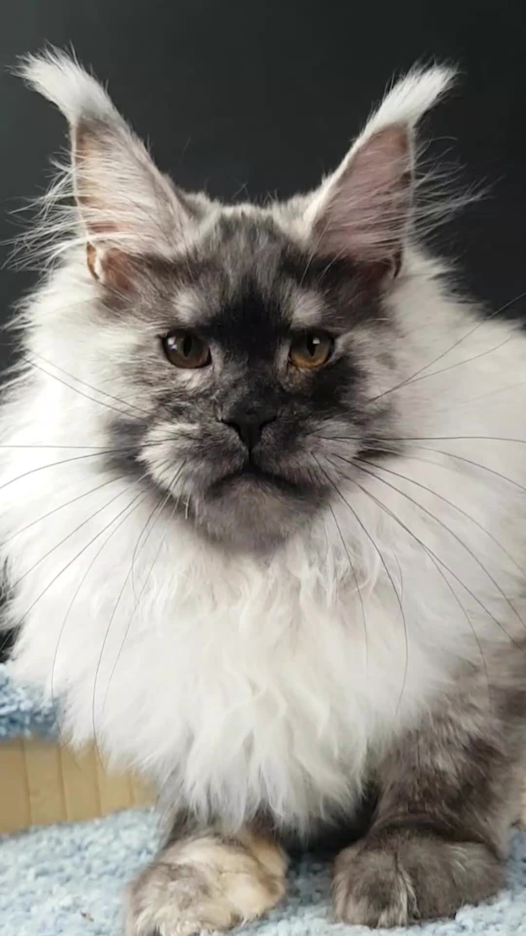 @Maine coon kitten