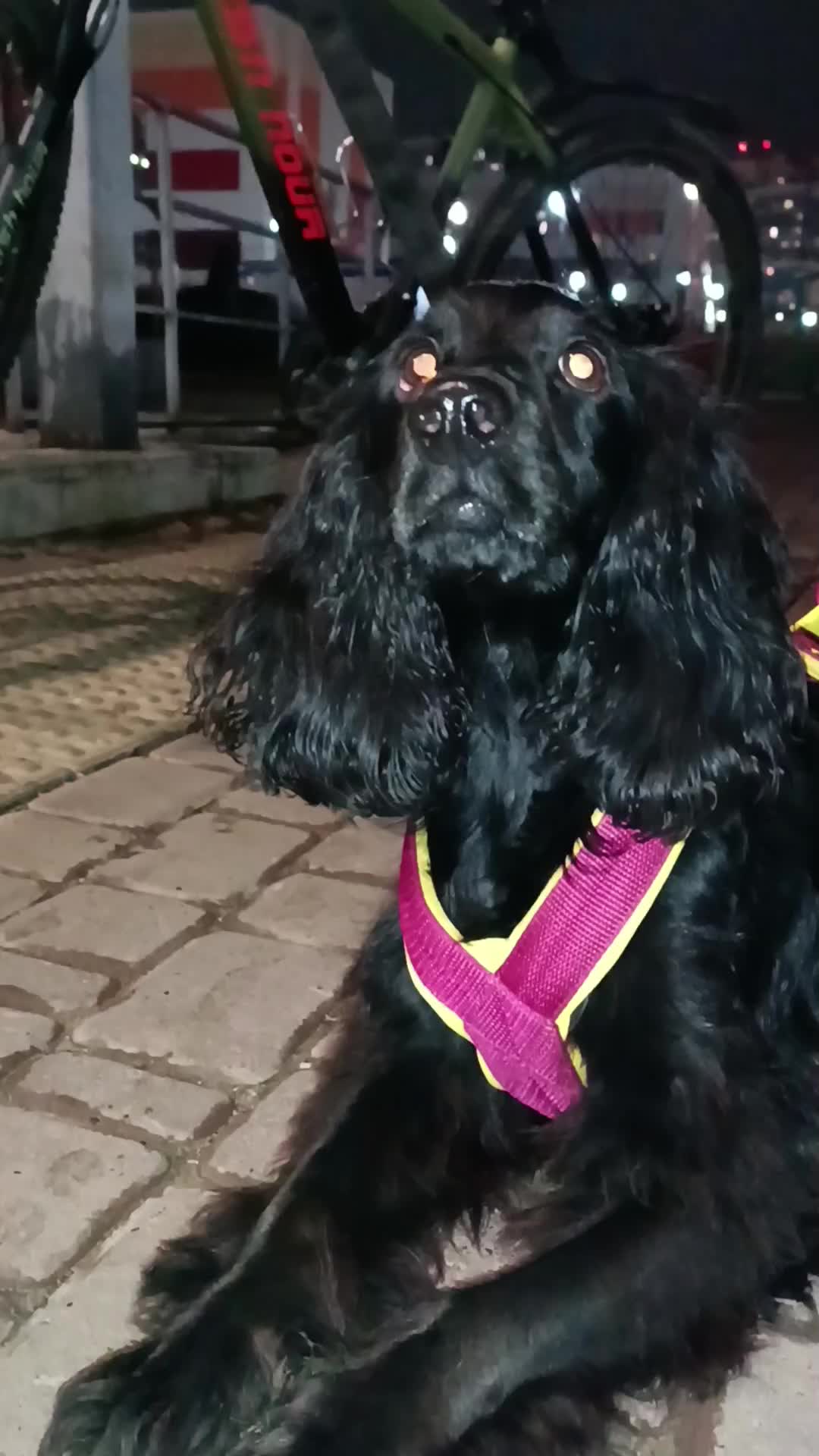 @шакалёнок