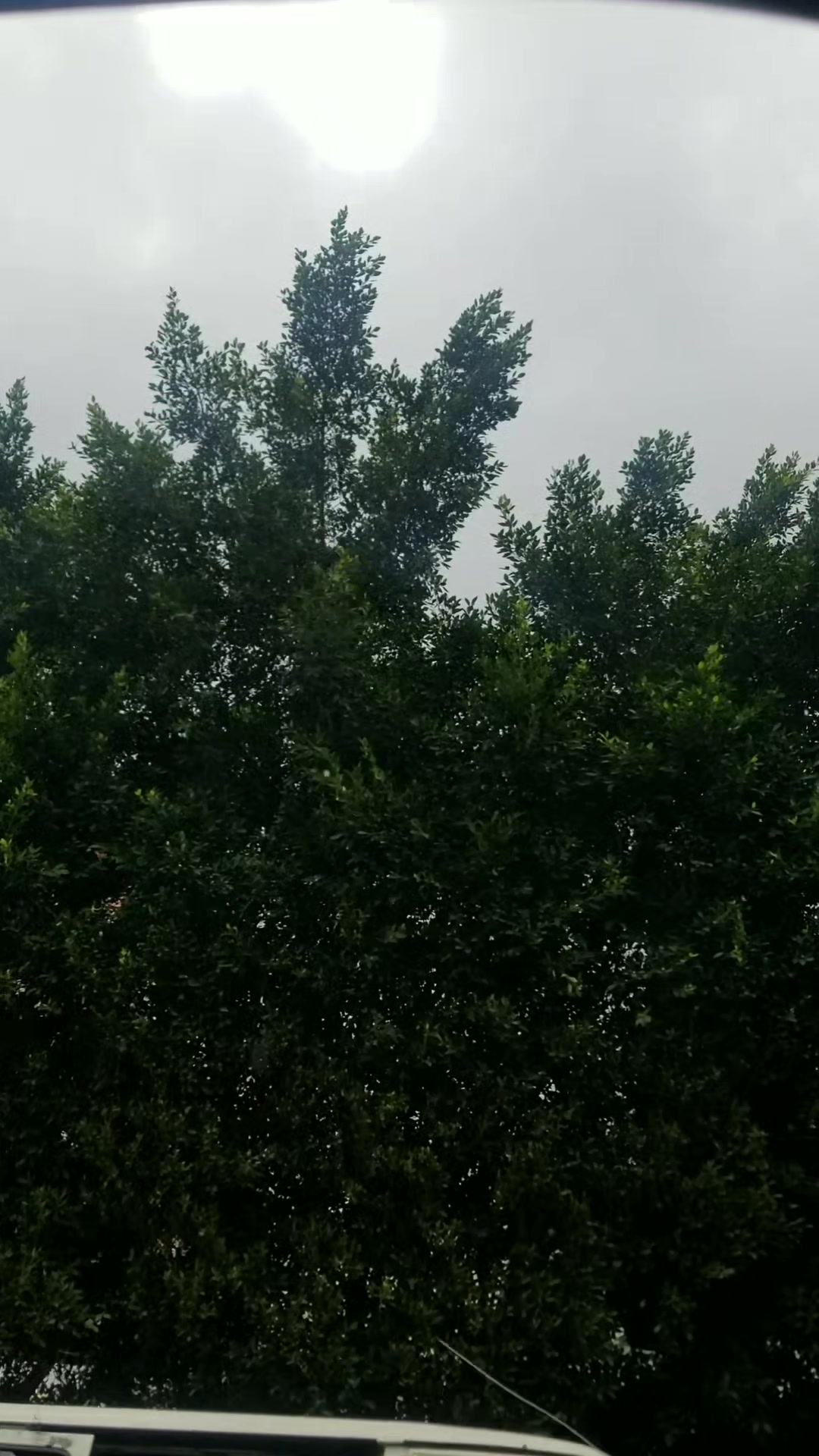 @صيدلانيات