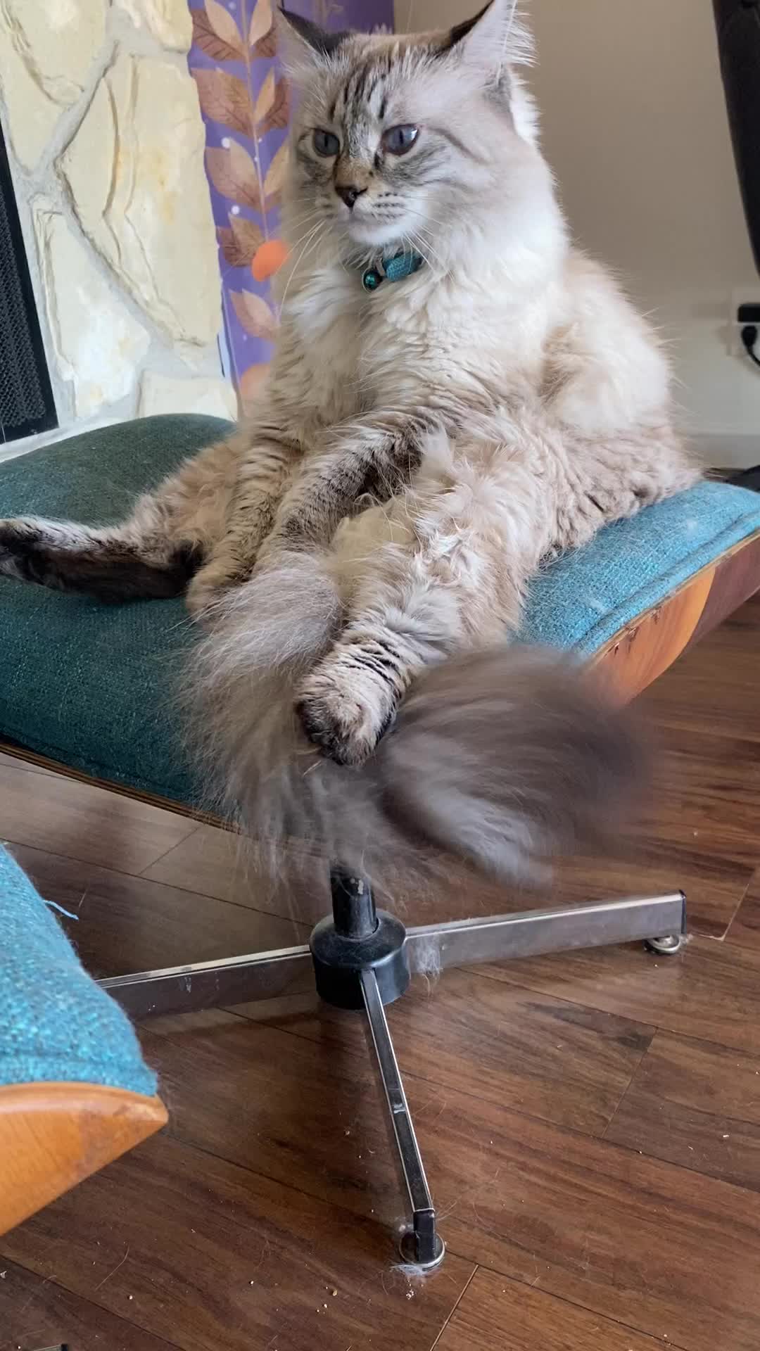 @Brock Meowsnar