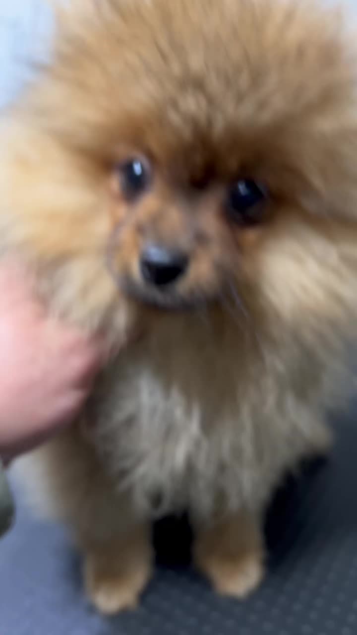 @ספר כלבים 🐩✂️