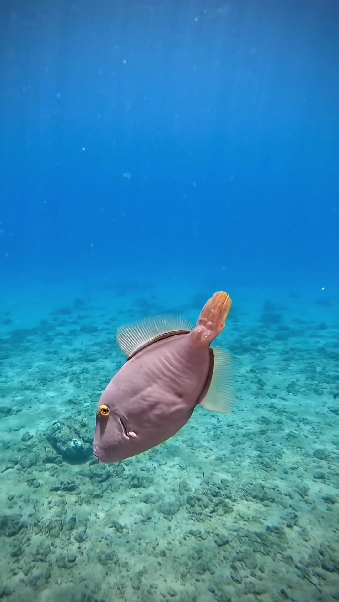 @Sky | Underwater Photographer