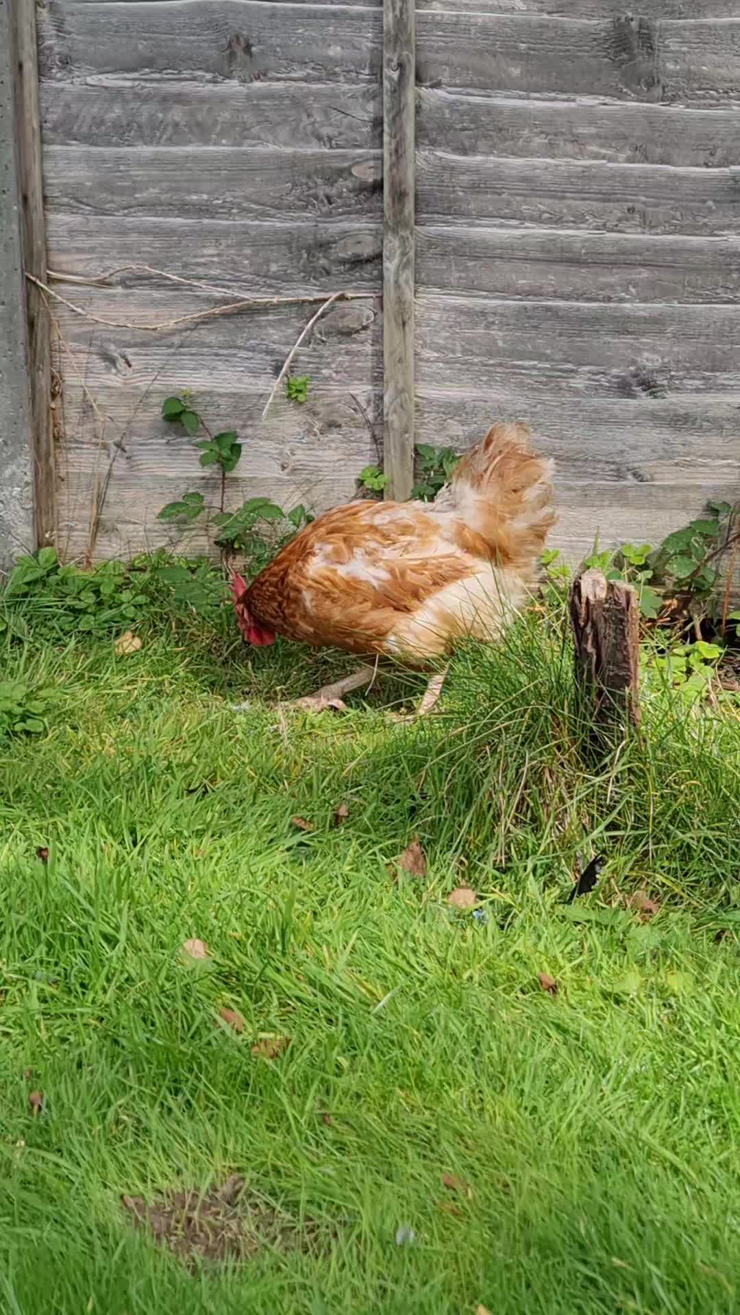 @Little Laying Chickens Shop
