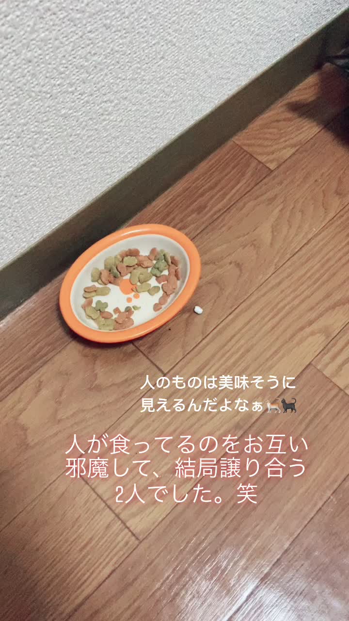 @Toomo-cats🐈