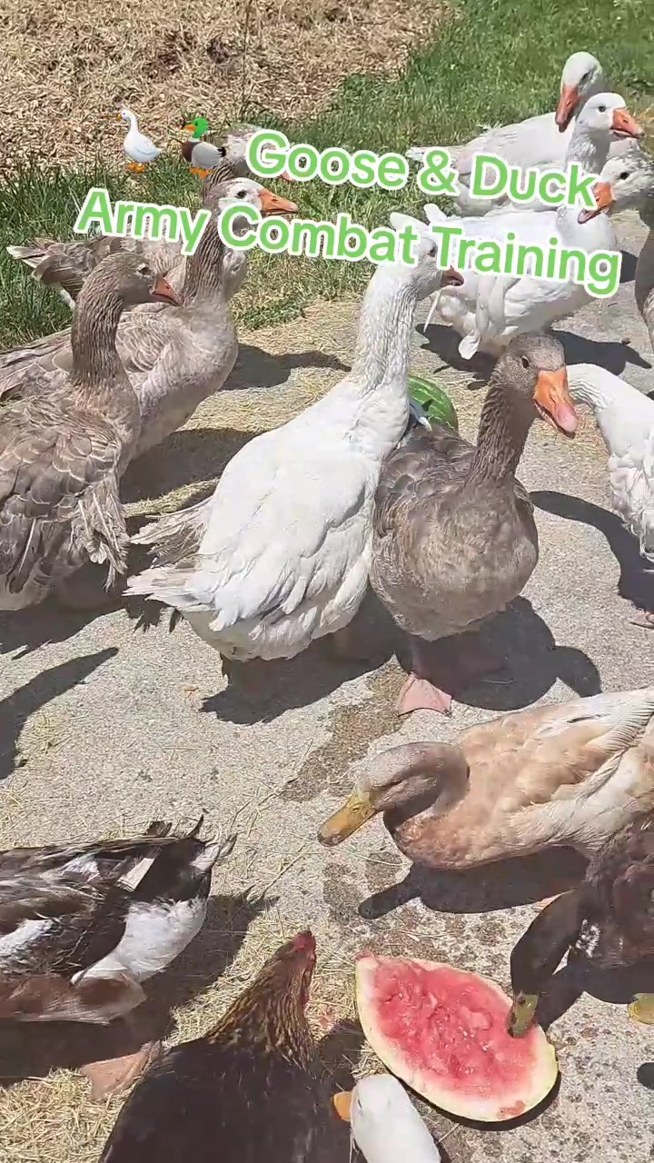 @Karnes Ranch of Indiana🦆