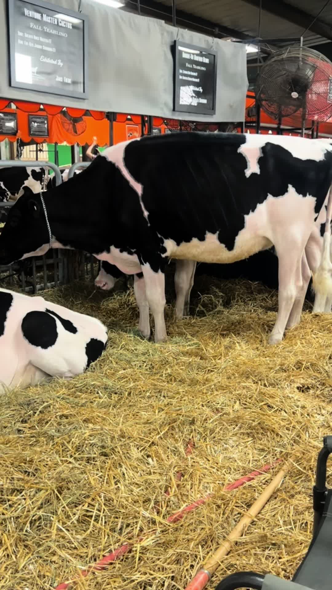 @Venture Holsteins