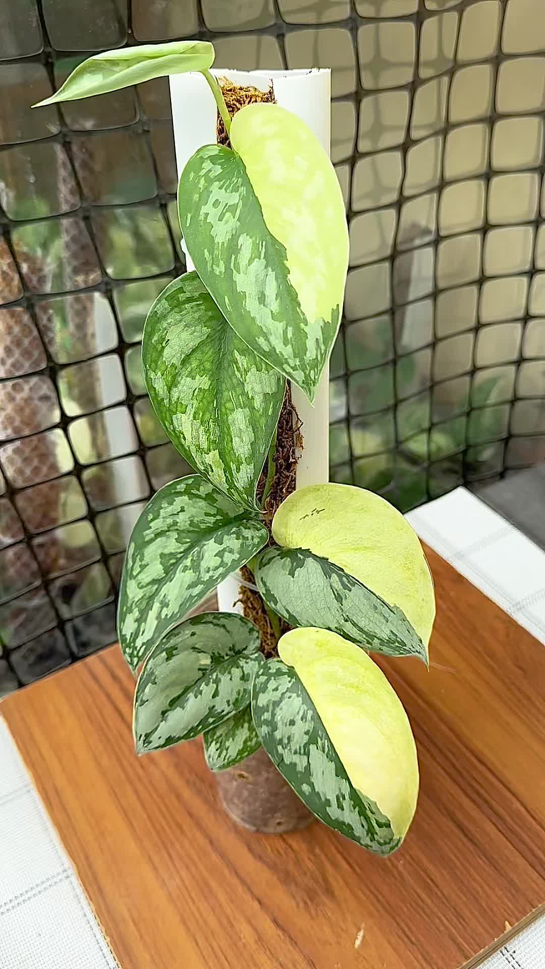 @A piece of green