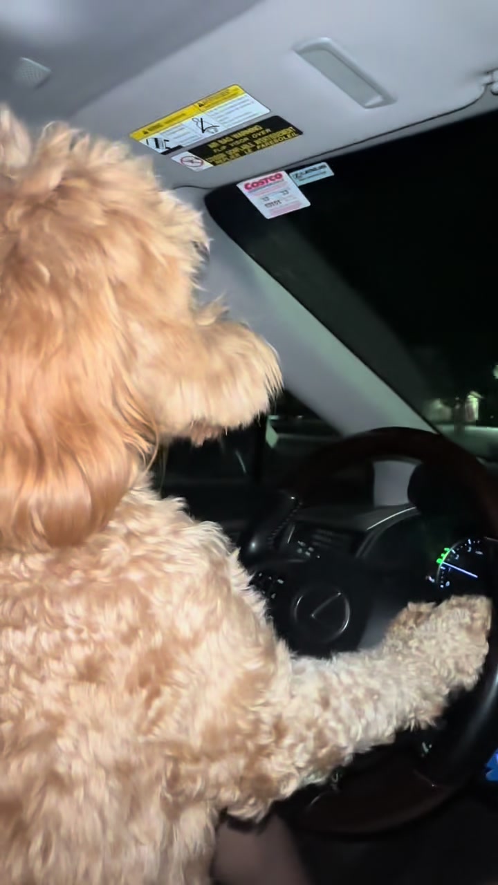 @TuckerTheTurlockDoodle