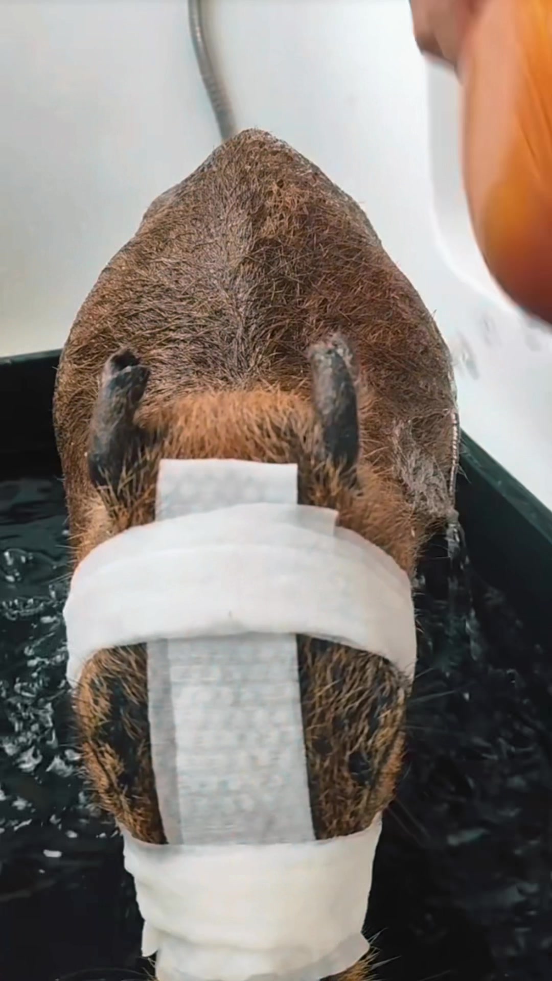 @CaPyBaRa