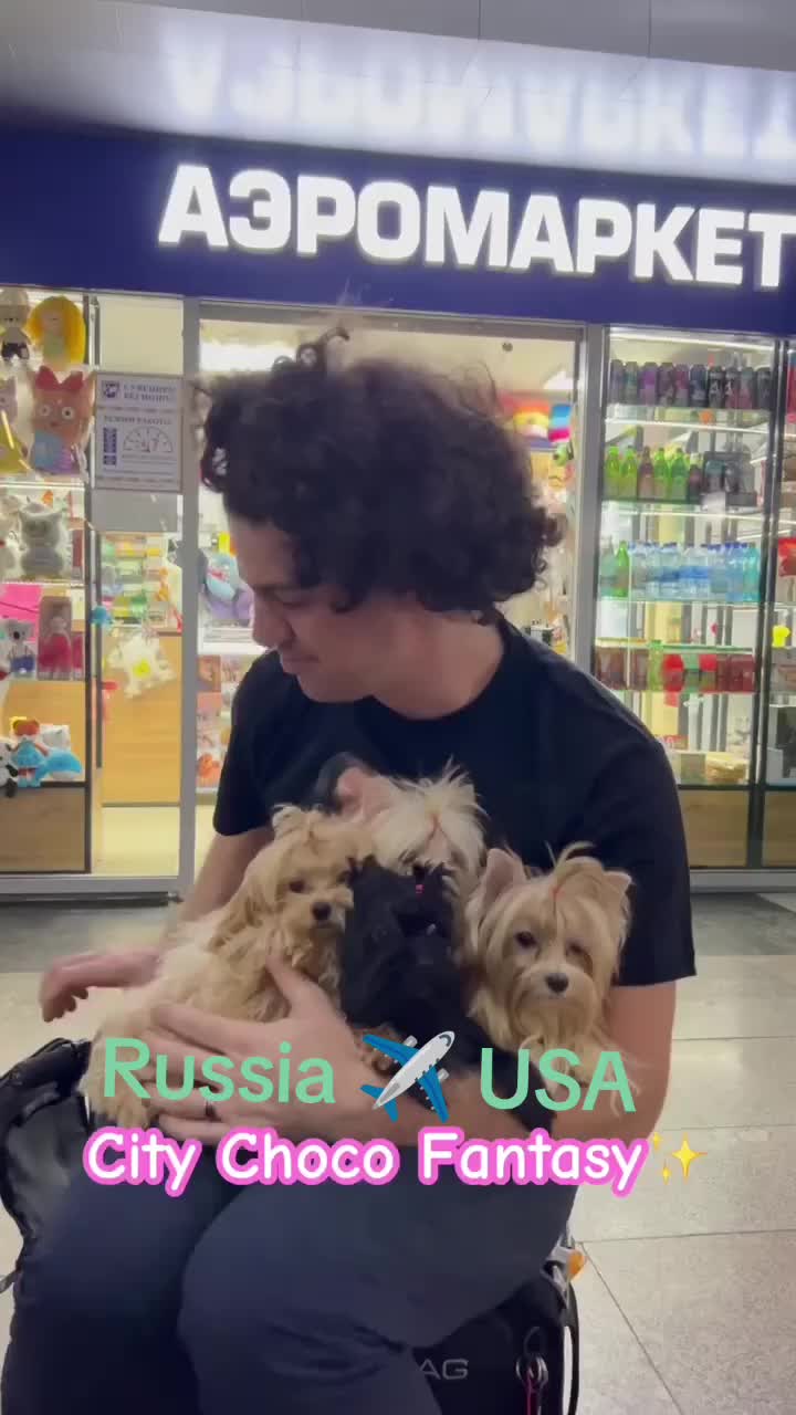 @Yorkie Maltipoo ShihTzu Teddy