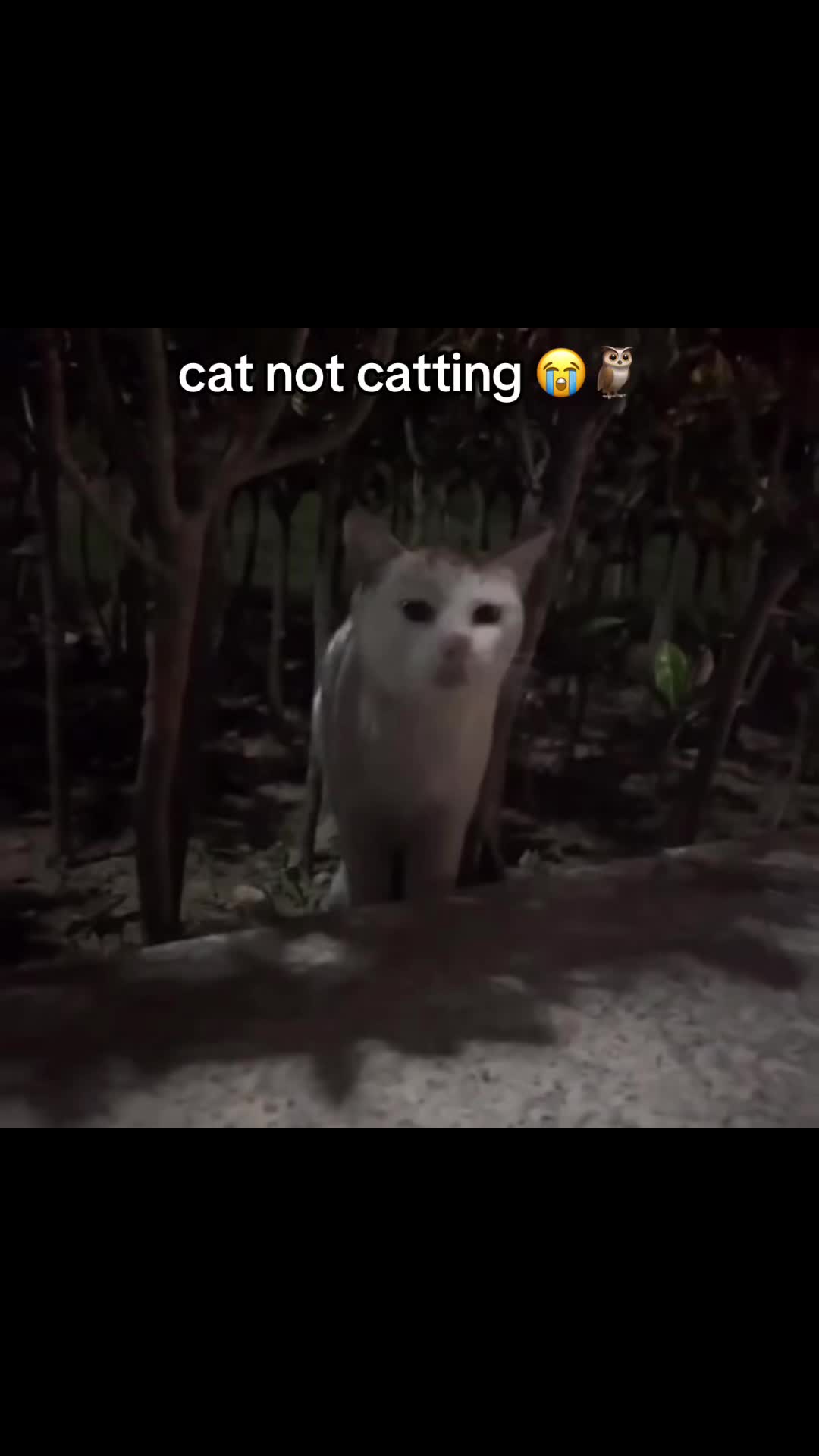 @Meeko