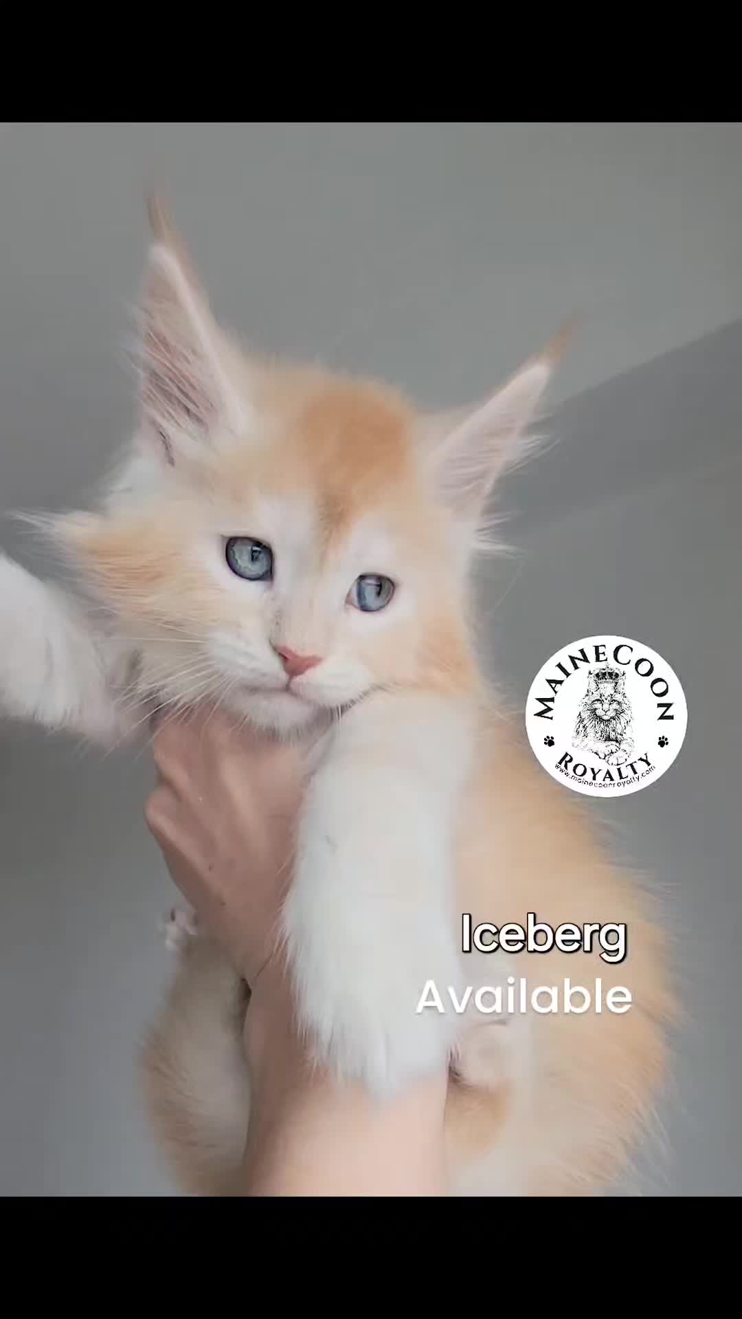 @MaineCoon Royalty