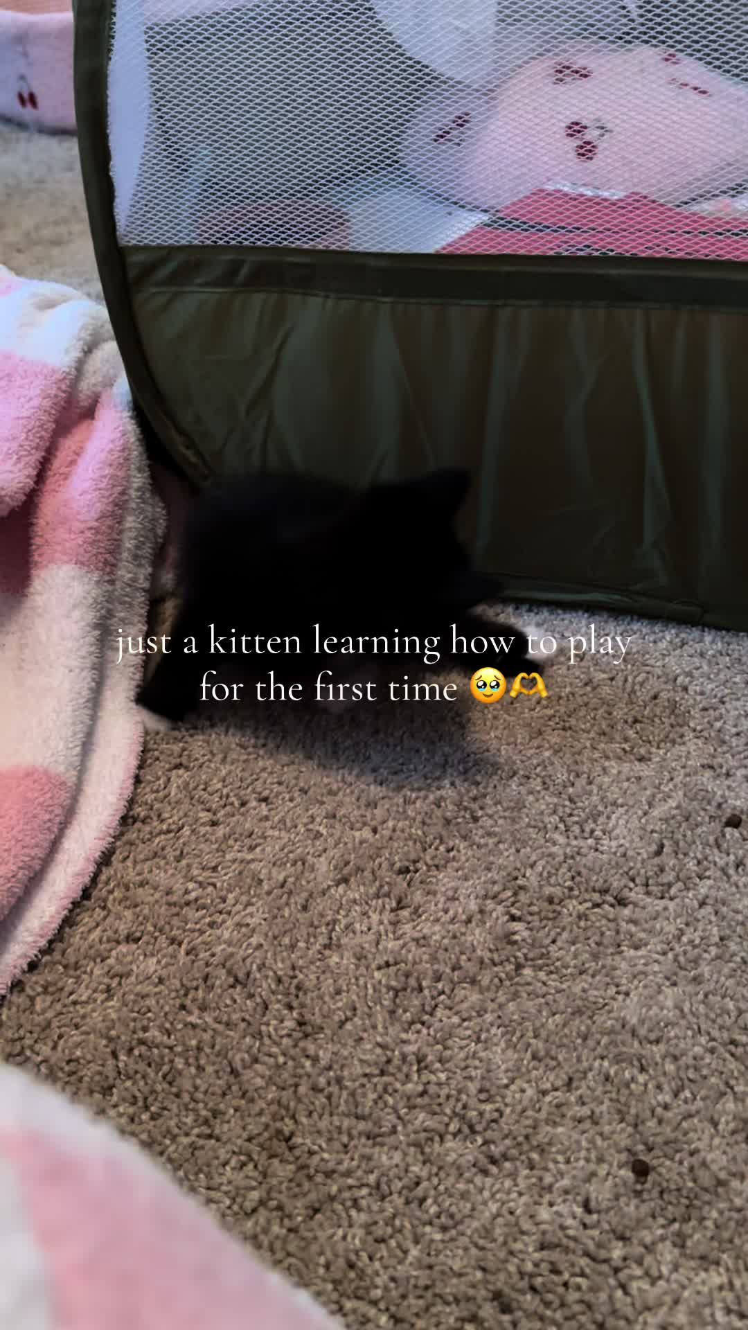 @bffs | brie&rsquo;s feline friends