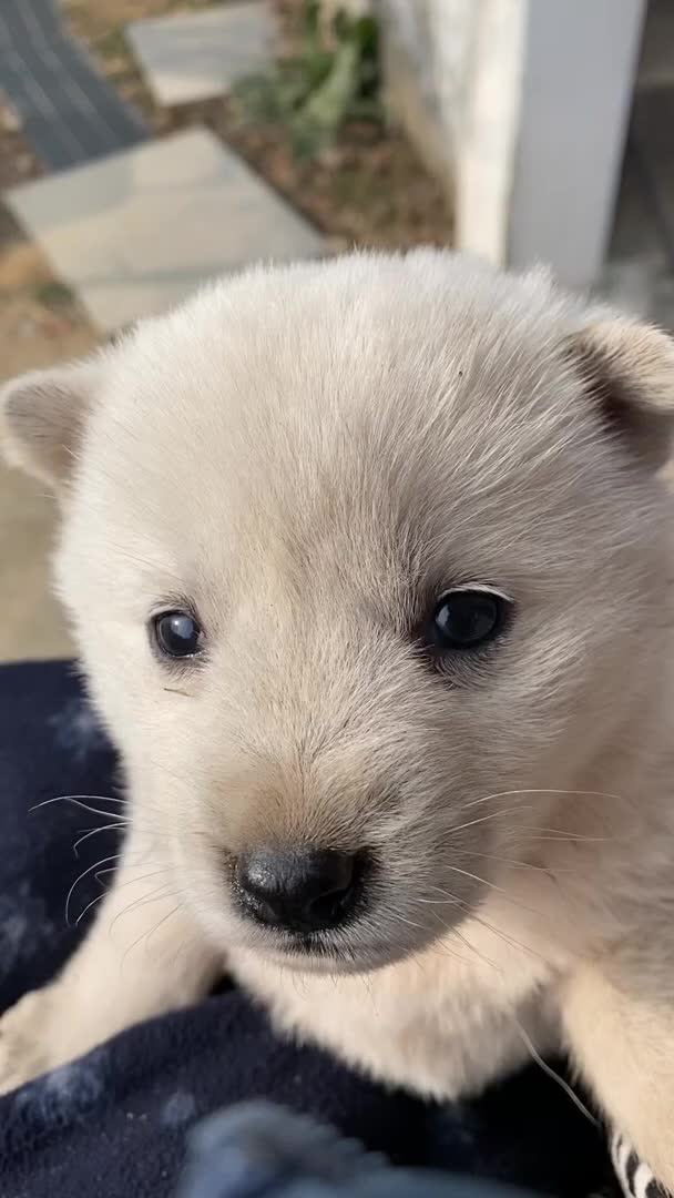 @Cute_Puppy_01