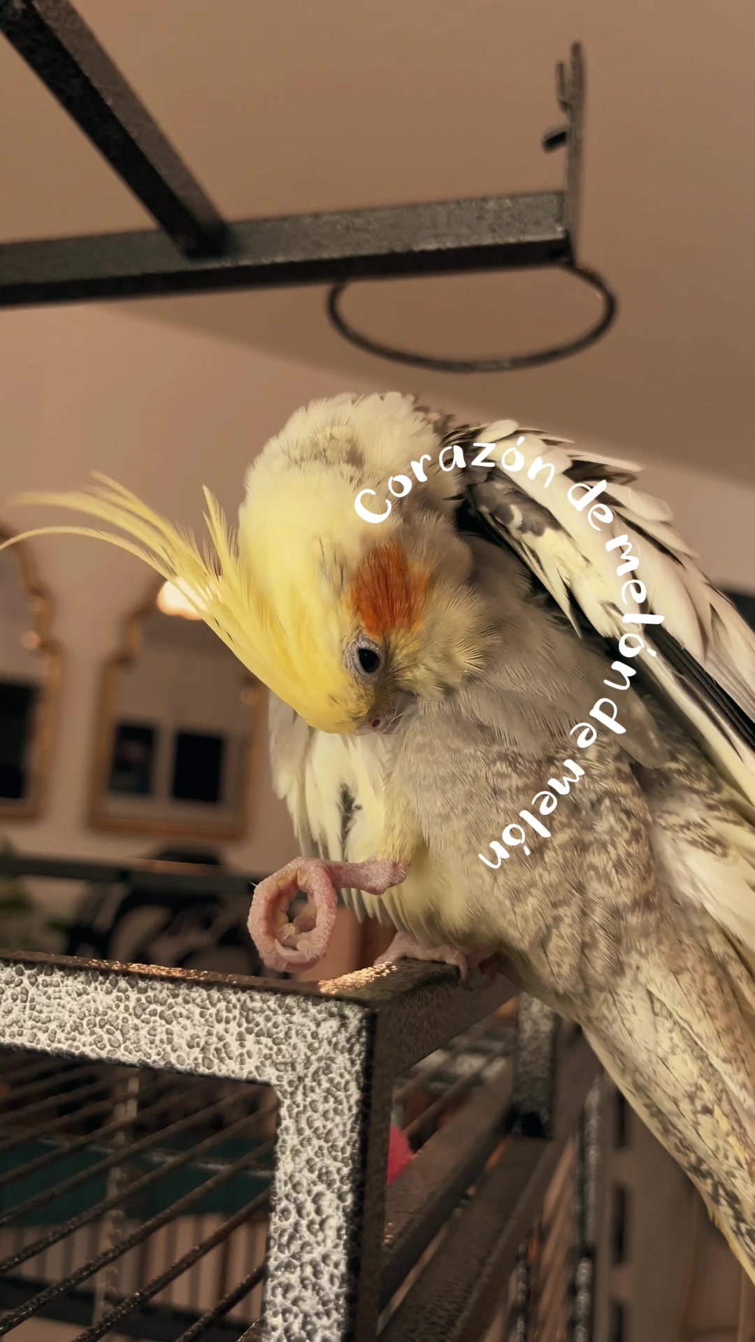 @NuggetandZeus
