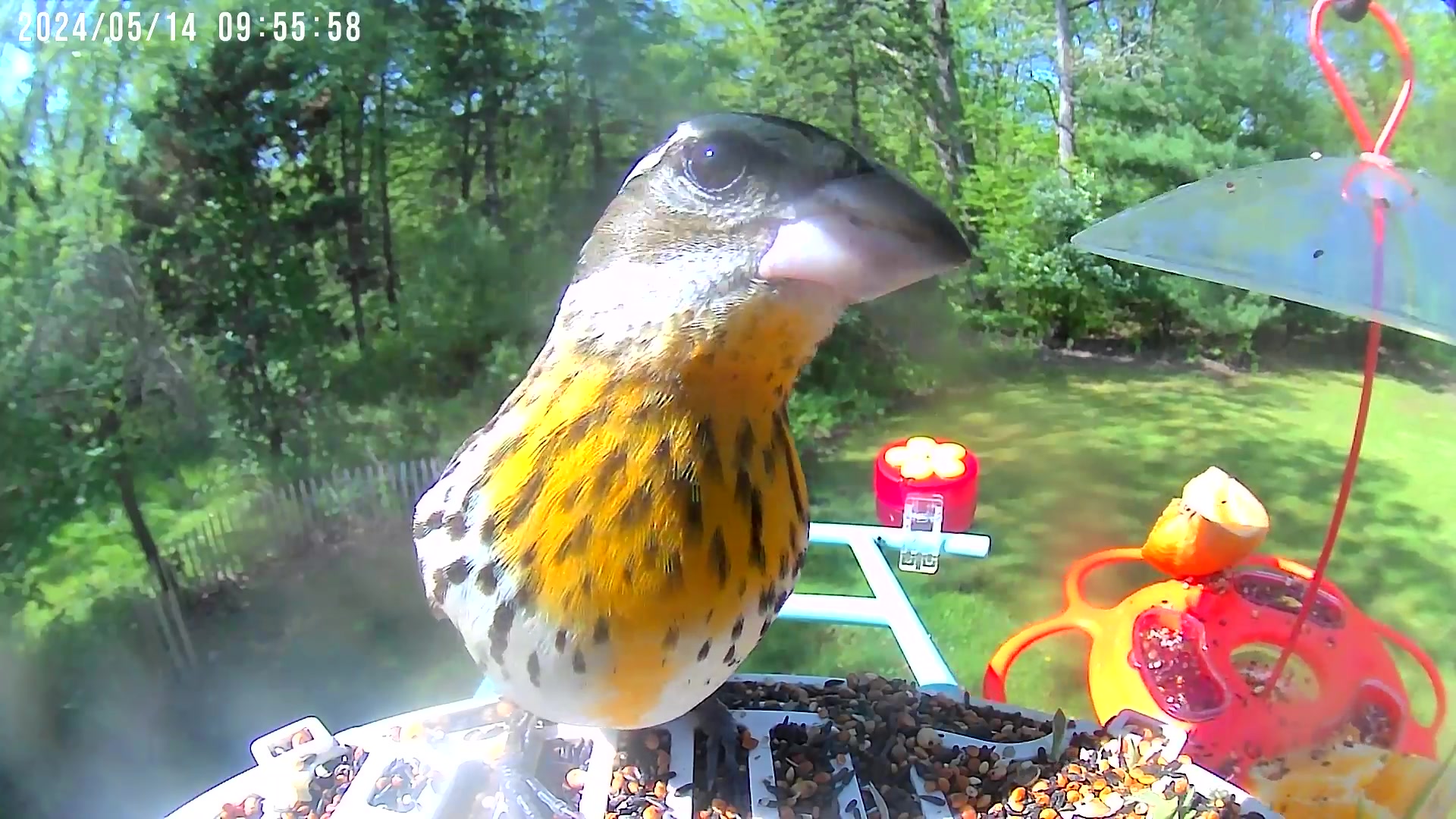 @Bird feeder Cam