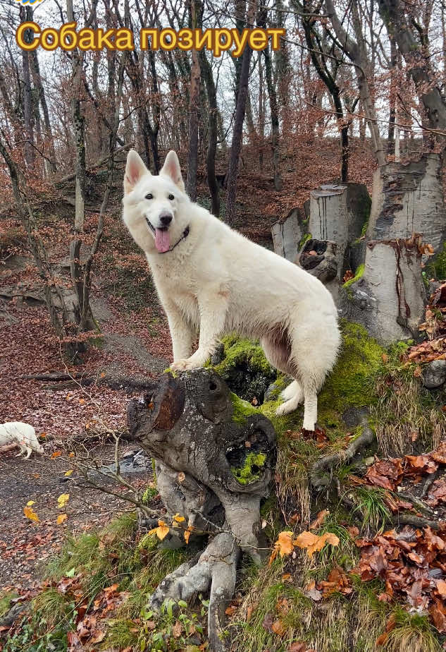 @white_ange_dog