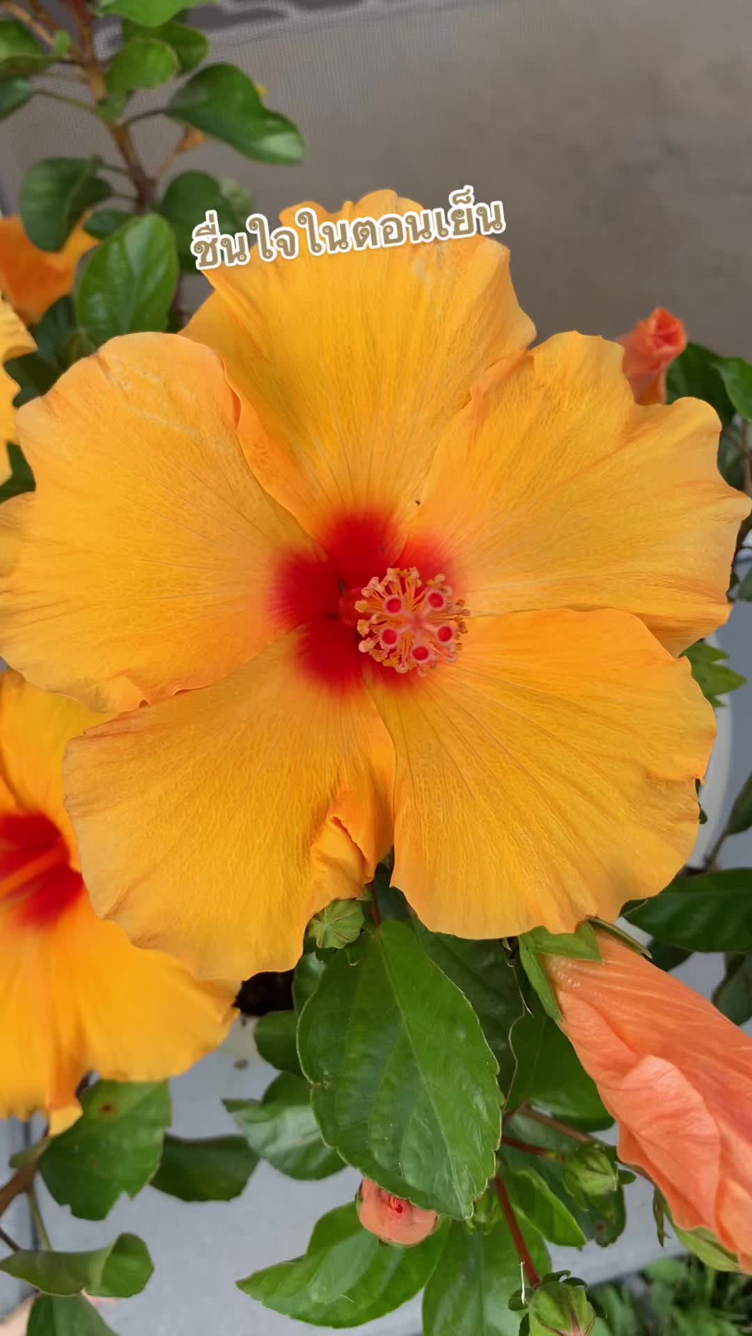 @bkotchamon