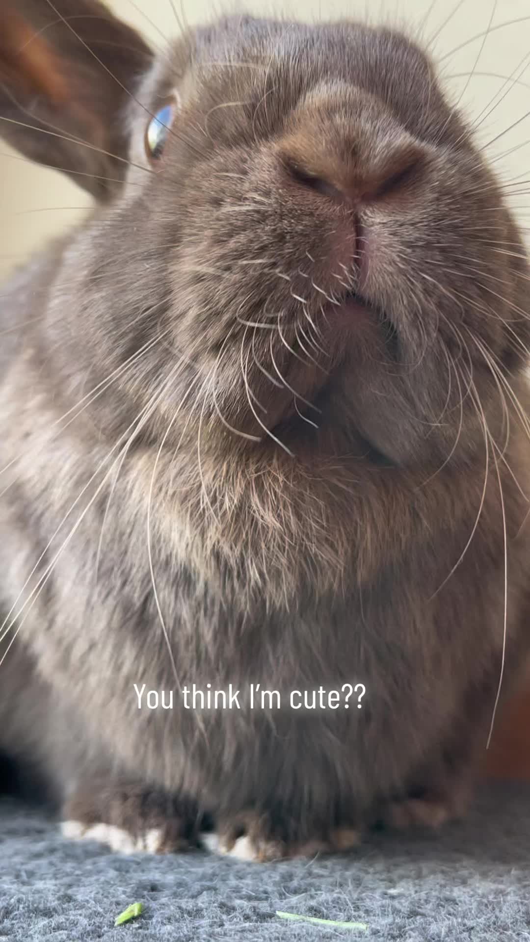@Bunny rabbit chocolate 🍫