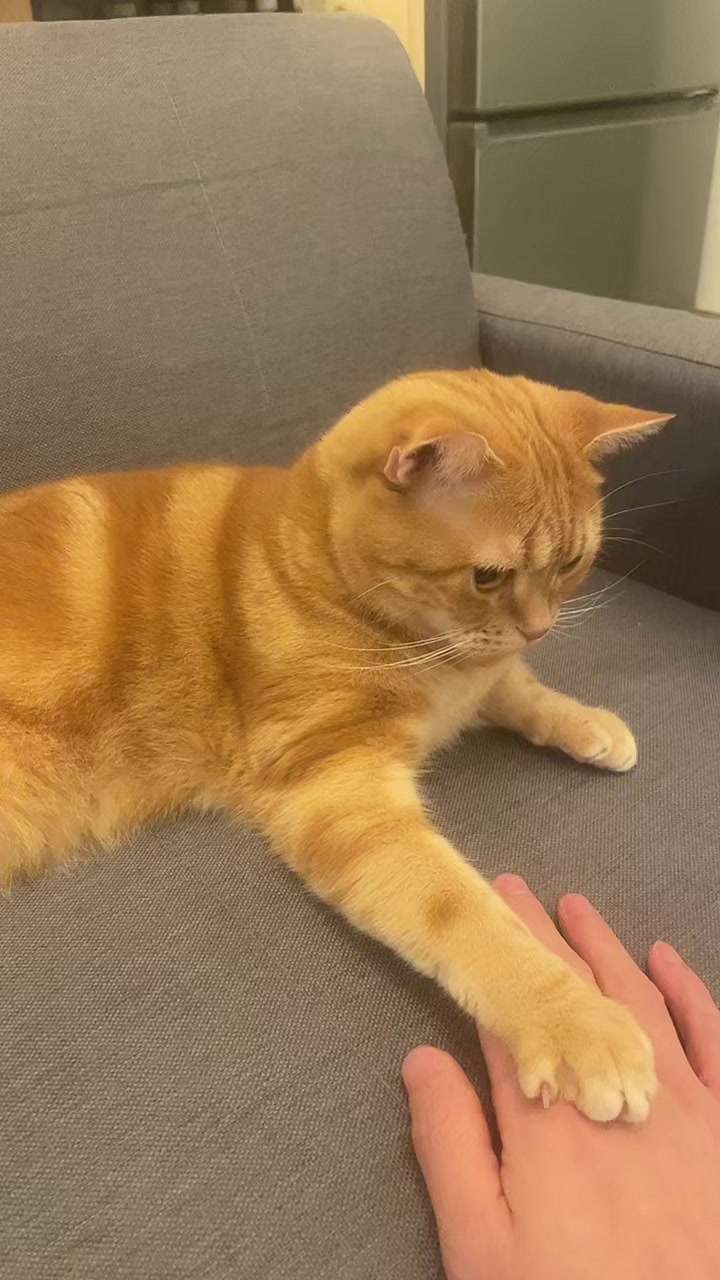 @社会人の猫暮らし🐈あめ