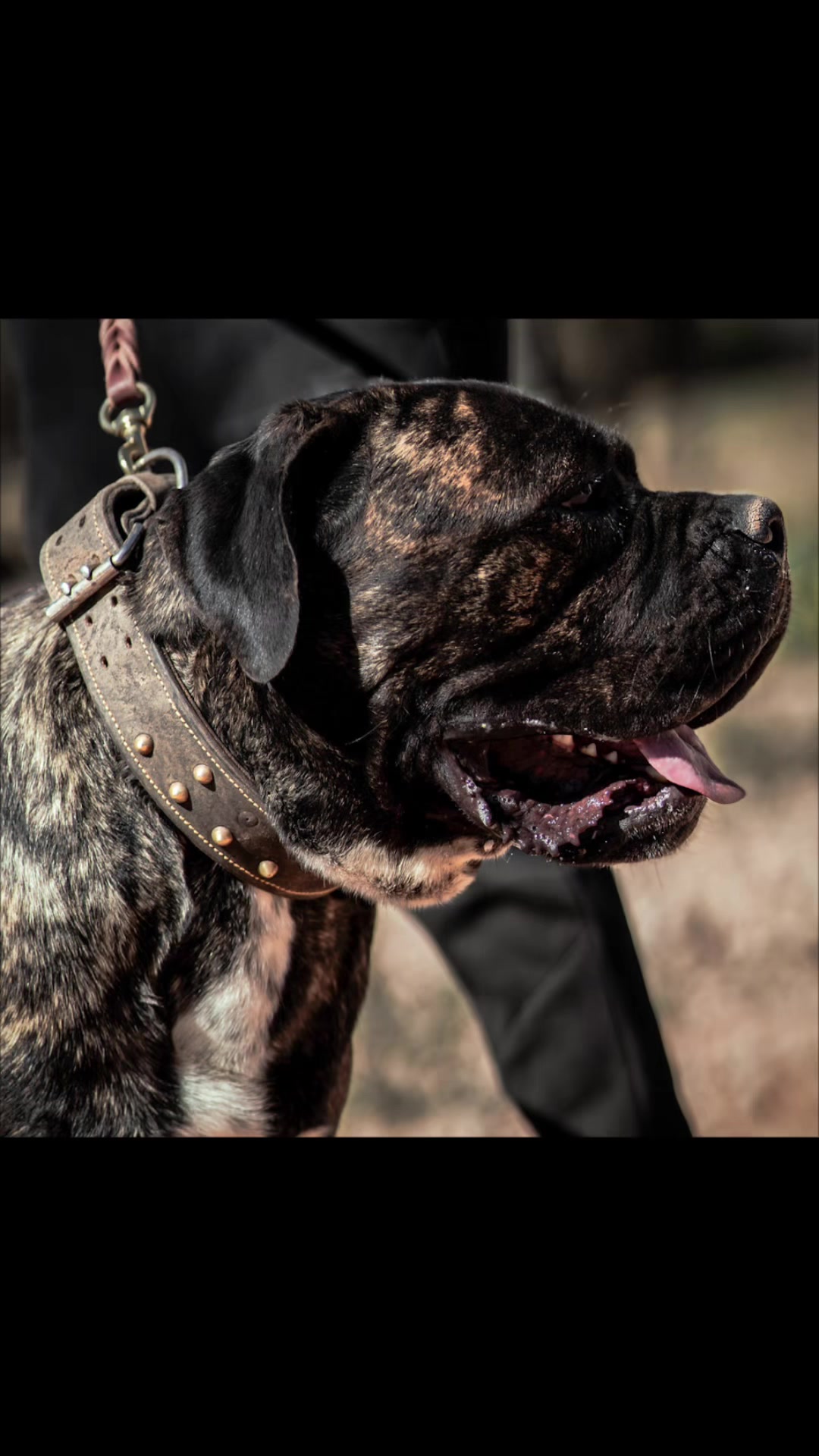 @Cane Corso Domus Targaryen
