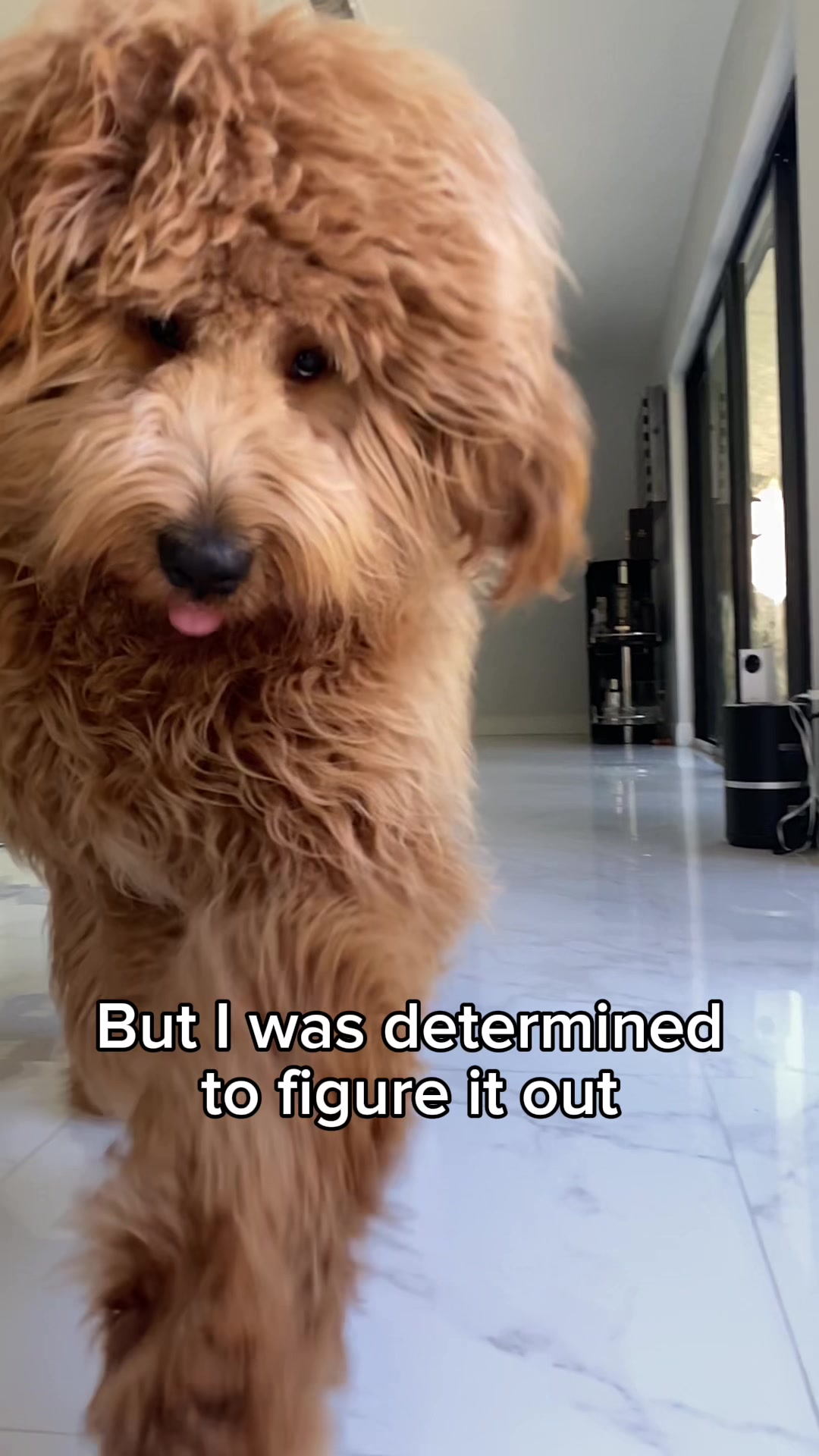 @Brodie The Goldendoodle