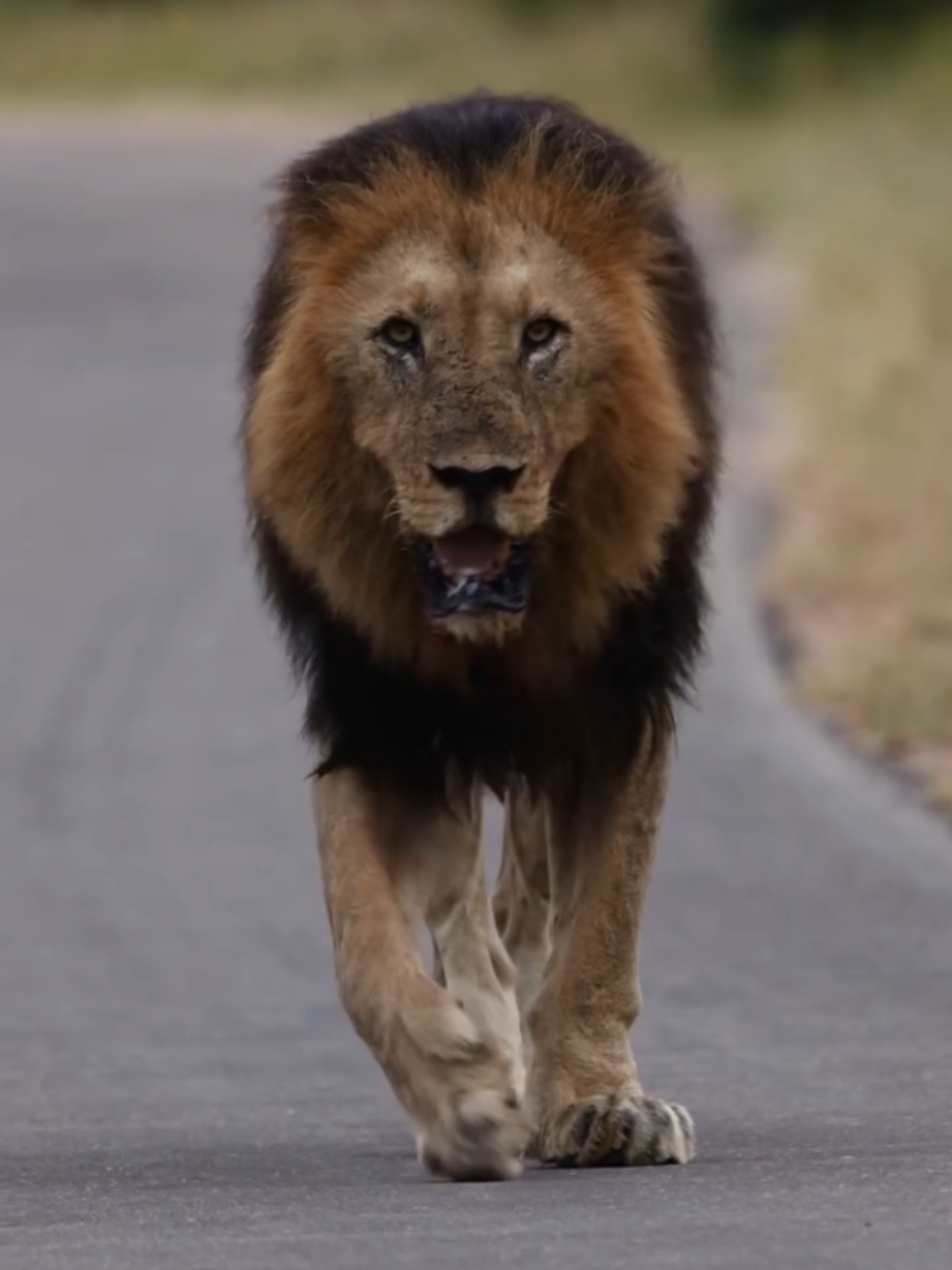 @Lion Sightings