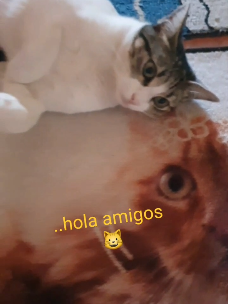 @nikii