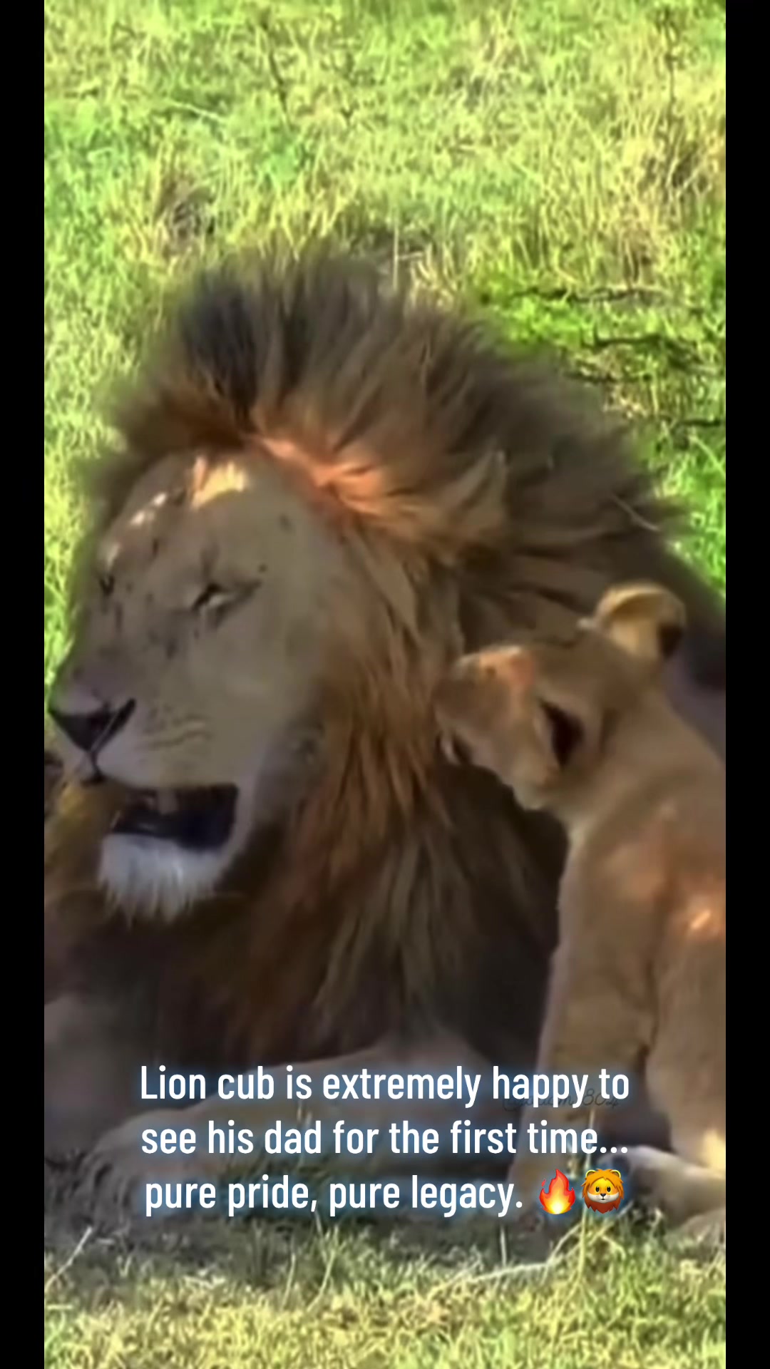 @KJ@LoveAnimalsEpicNature