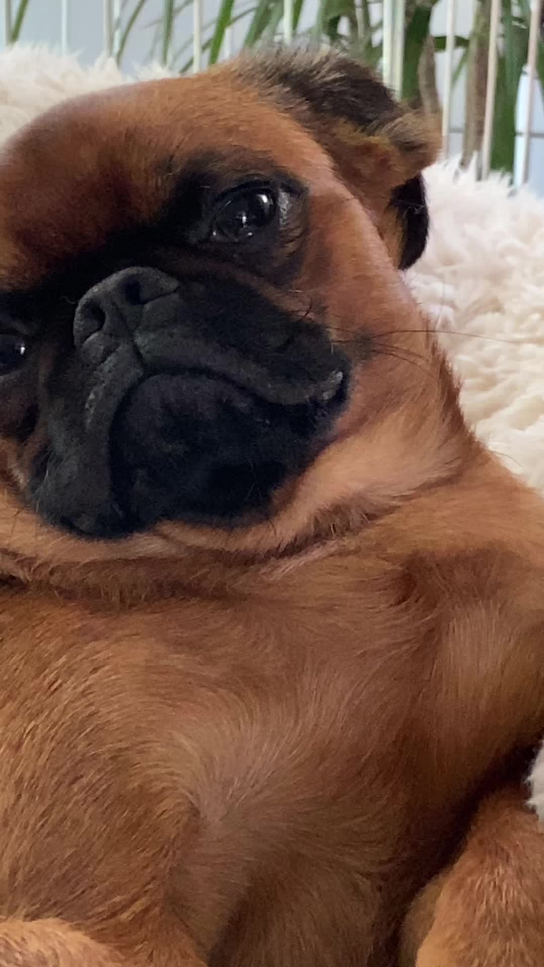 @thedoguepile