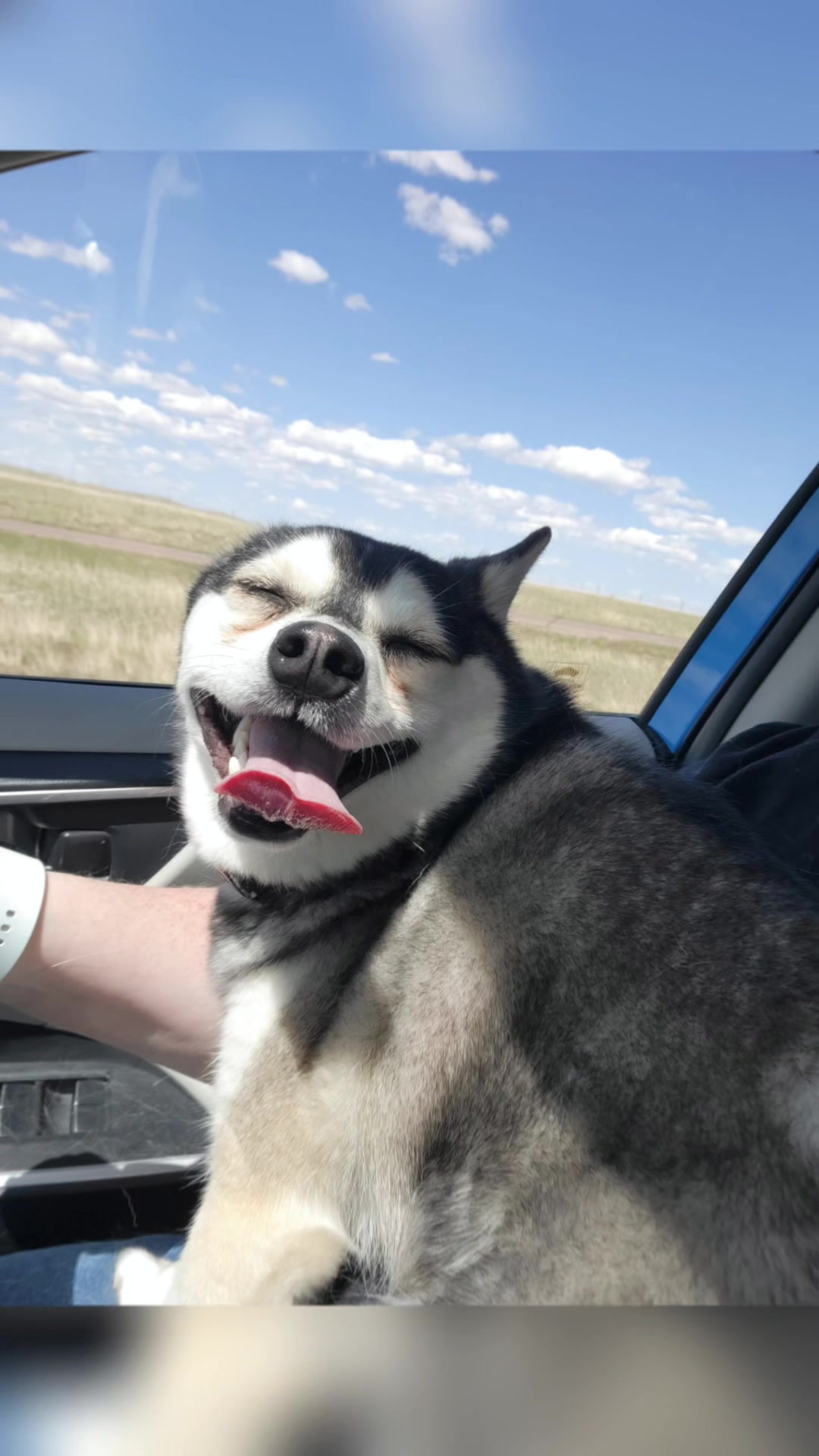 @Hersheytheminihusky