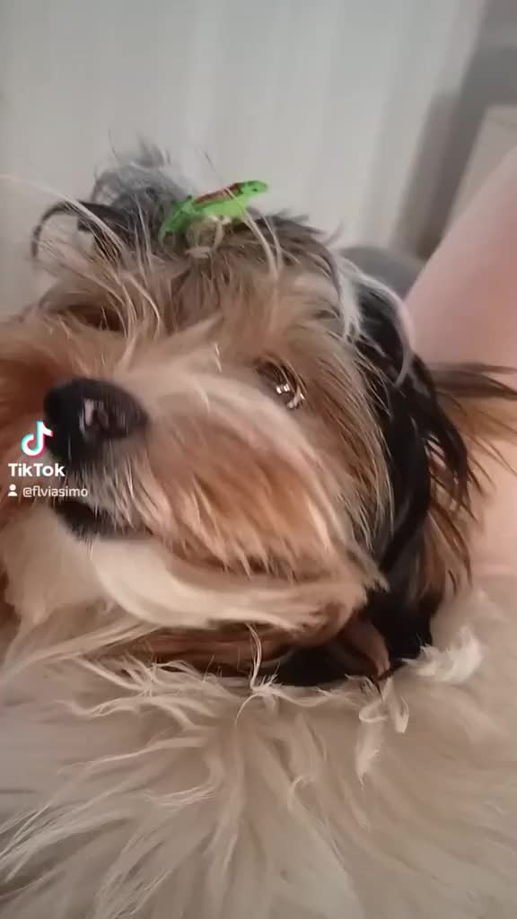 @Biewer Terrier World