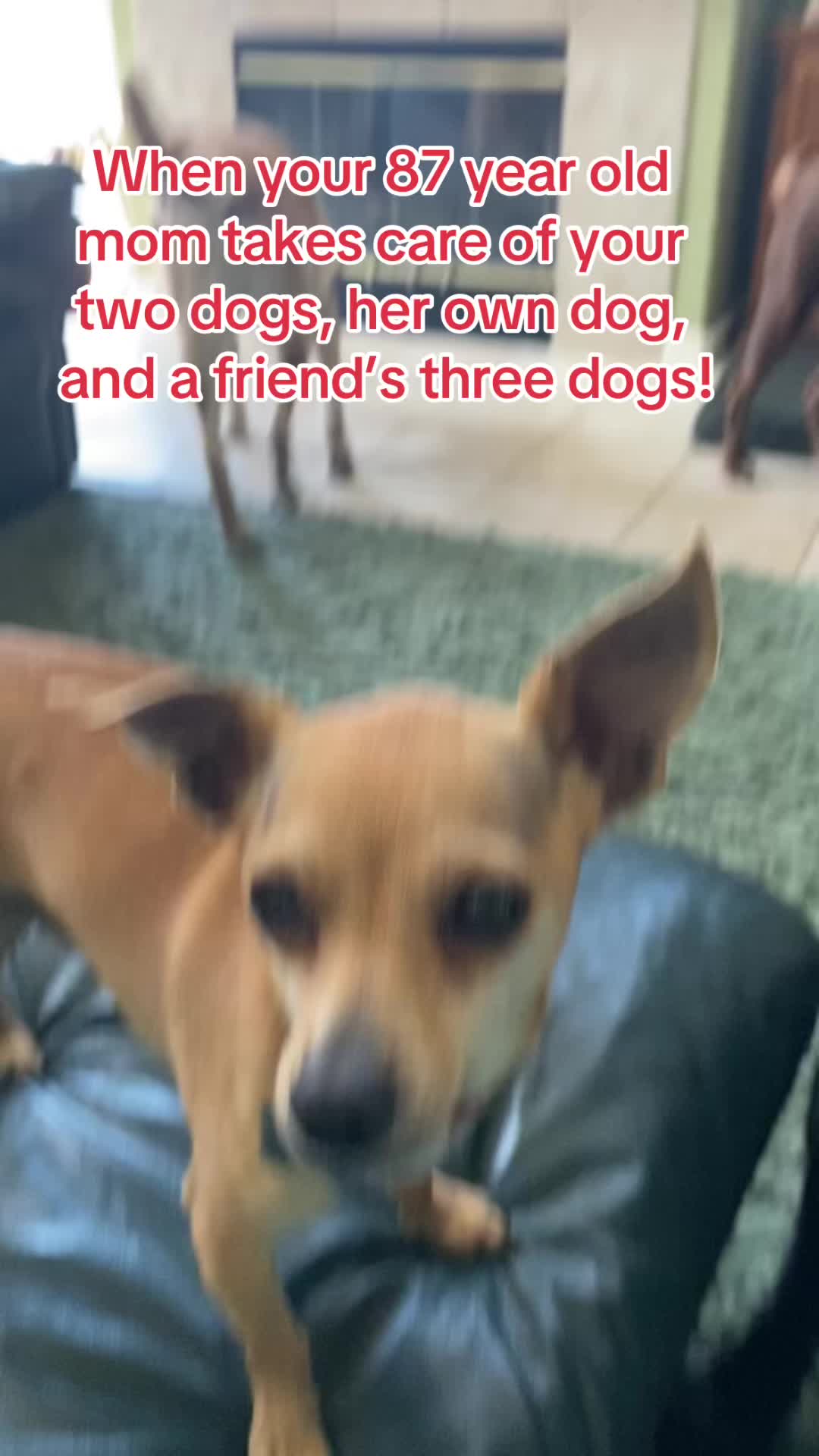 @LittleDog&Bogie