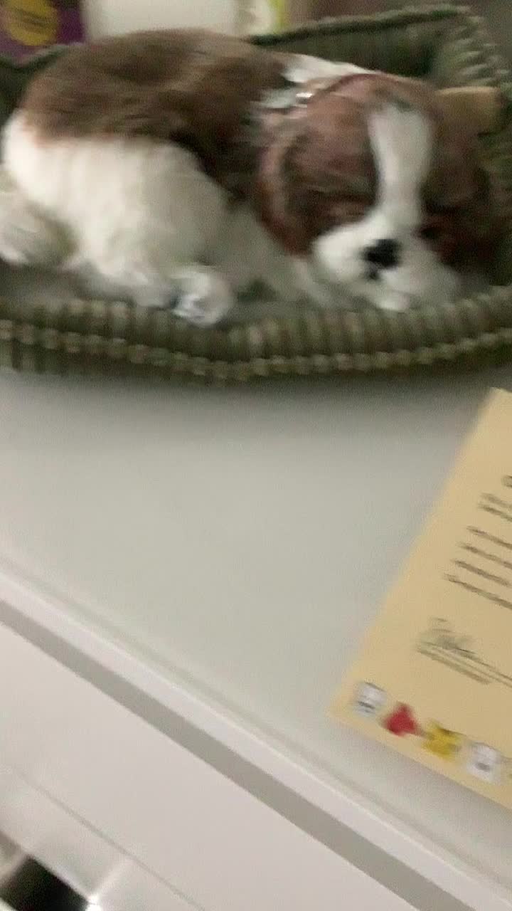 @Perfectpetzz💕