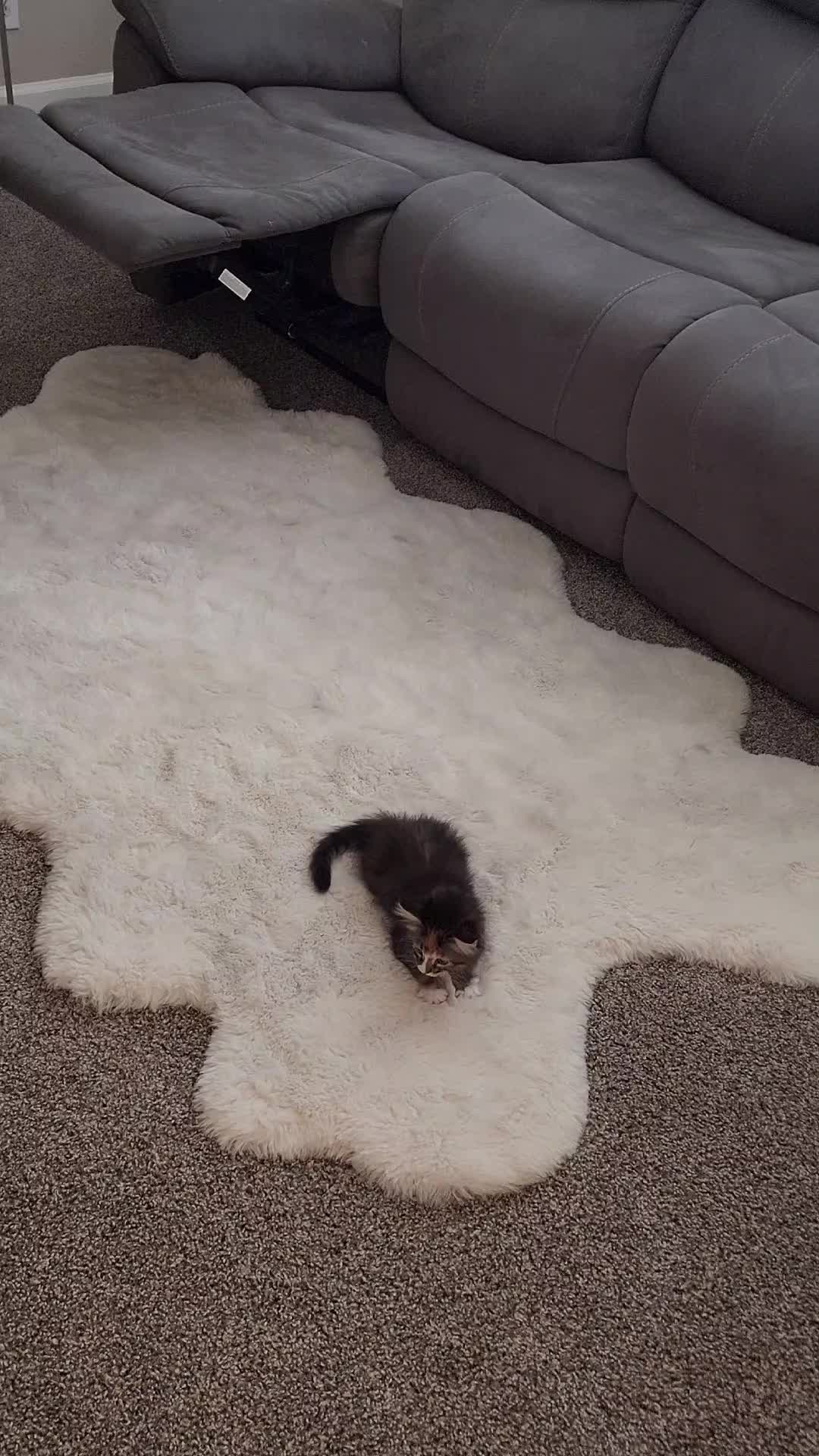 @Superkitties