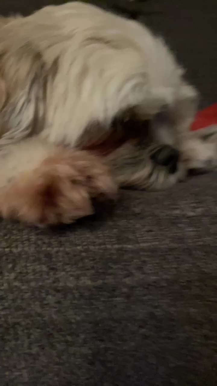 @Cutest K9