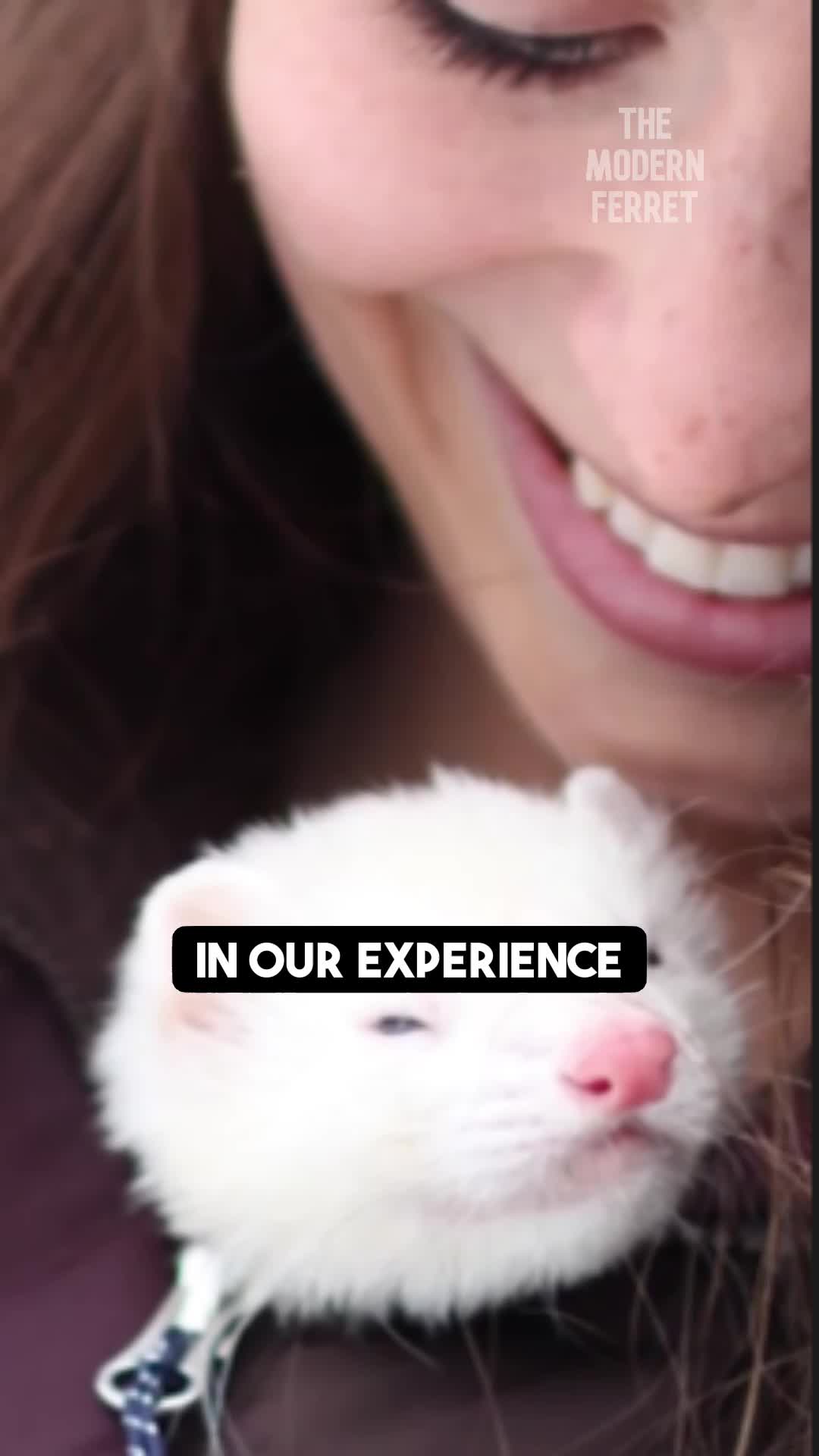 @Mr. Moose the Famous Ferret
