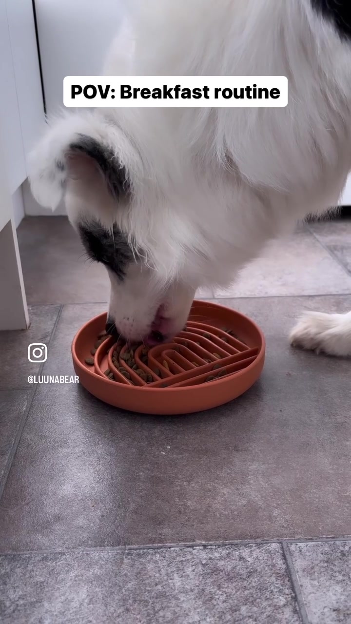 @life.with.collies