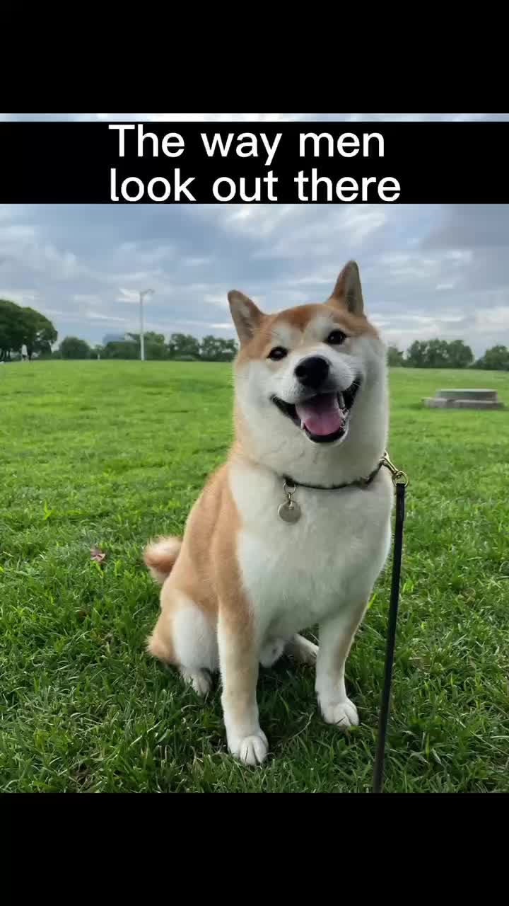 @Pets Kingdom Online