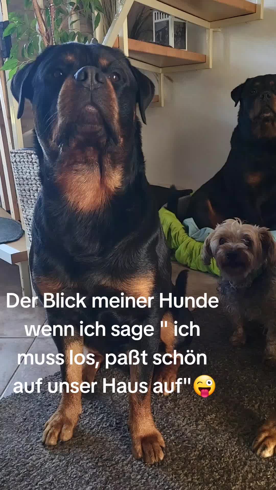 @Rottweilerlove❤️