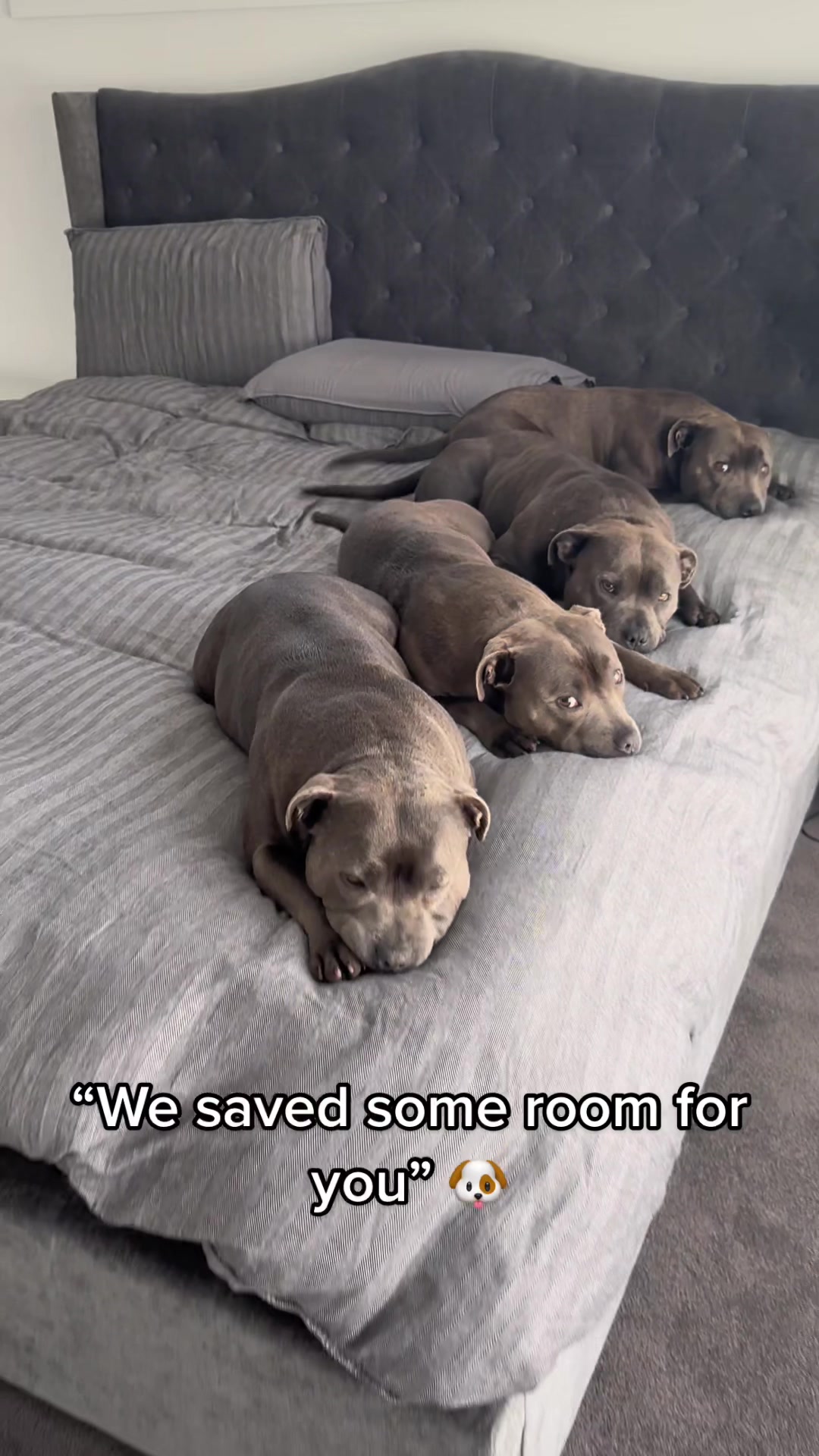 @Happy Staffy Co