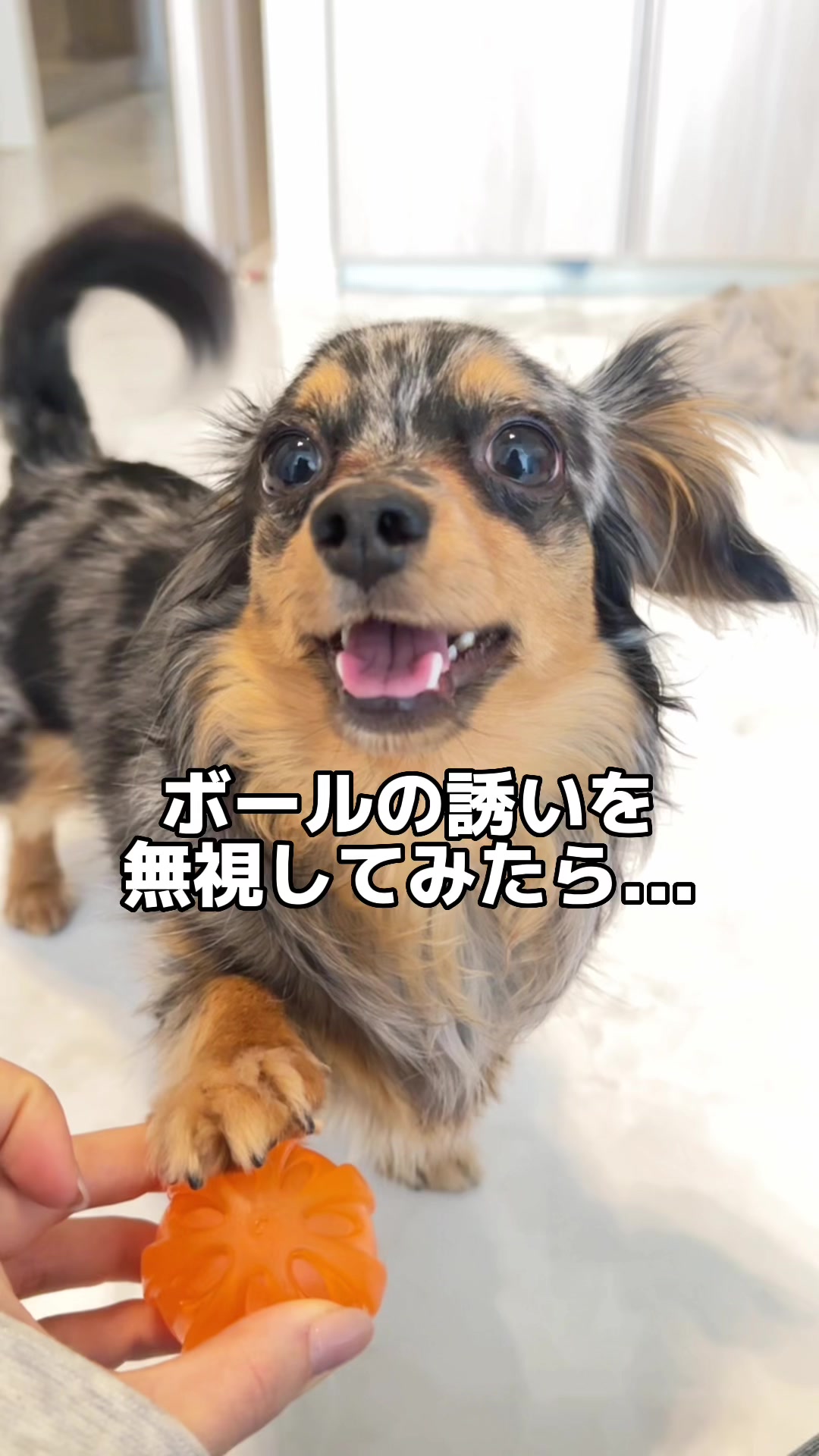 @チワックスの諭吉くん🐾